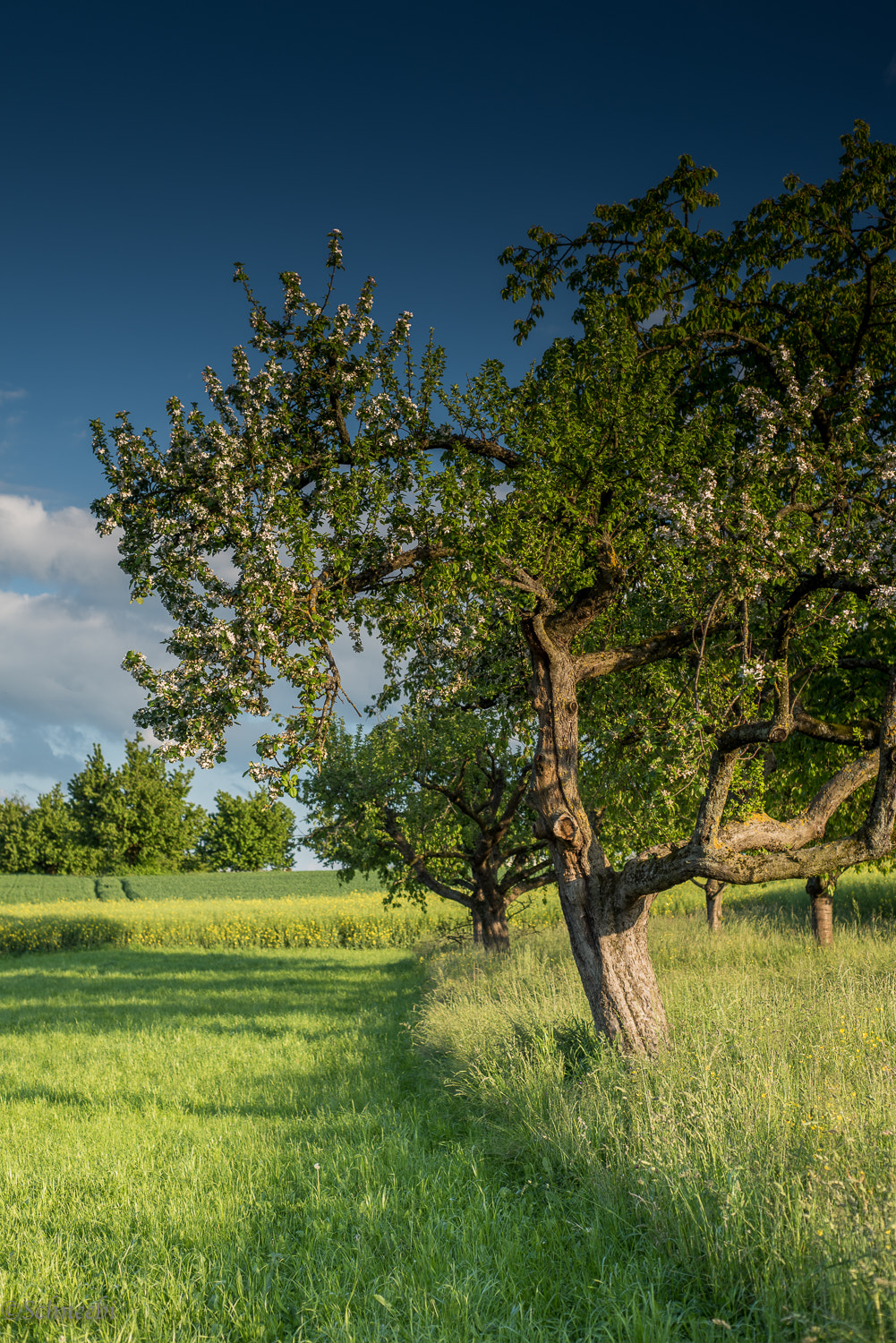 Nikon D810 + Nikon AF Nikkor 50mm F1.8D sample photo. Abendstimmung photography