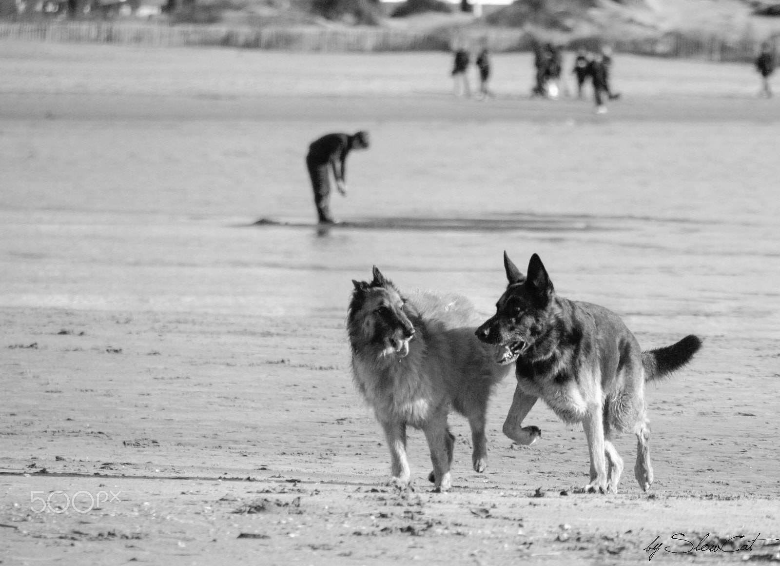 Canon EOS 1000D (EOS Digital Rebel XS / EOS Kiss F) + Canon TS-E 90mm F2.8 Tilt-Shift sample photo. Des chiens sur la plage photography