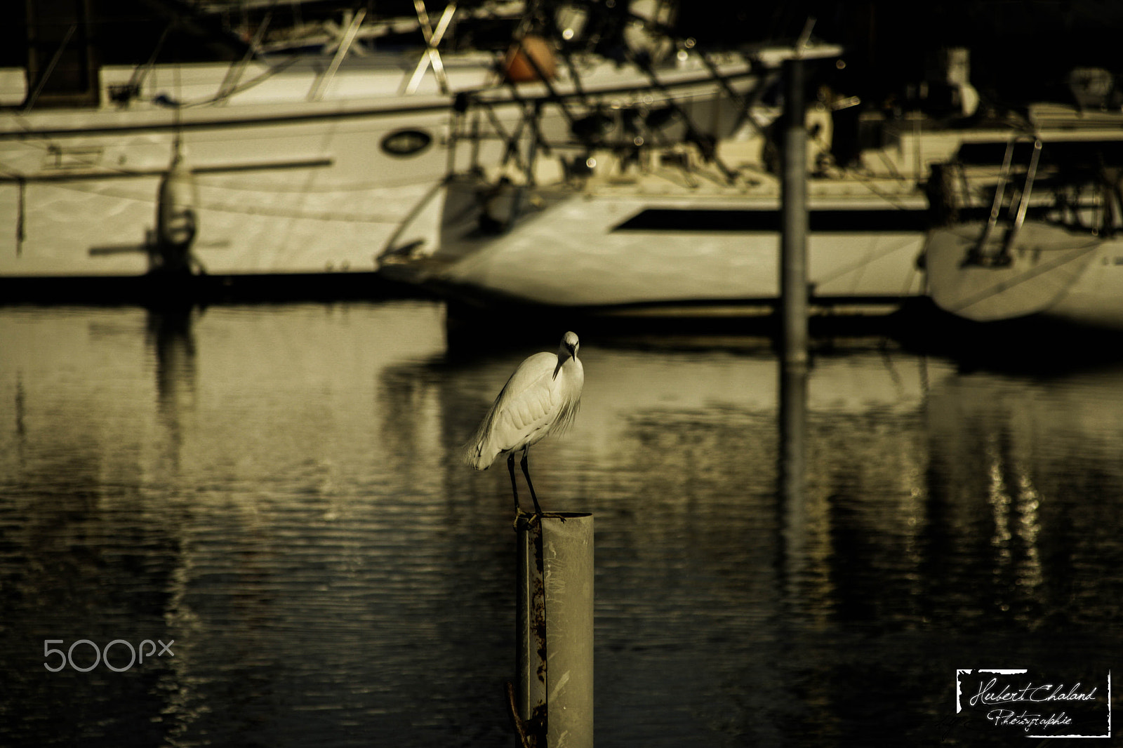 Canon EOS 1000D (EOS Digital Rebel XS / EOS Kiss F) + Canon TS-E 90mm F2.8 Tilt-Shift sample photo. Une aigrette dans le port photography