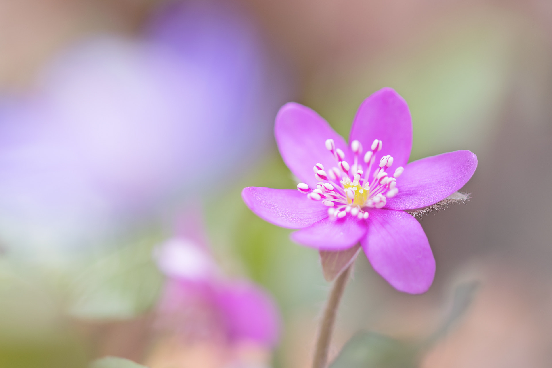 Sigma 105mm F2.8 EX DG OS HSM sample photo. Rosa leberblümchen photography