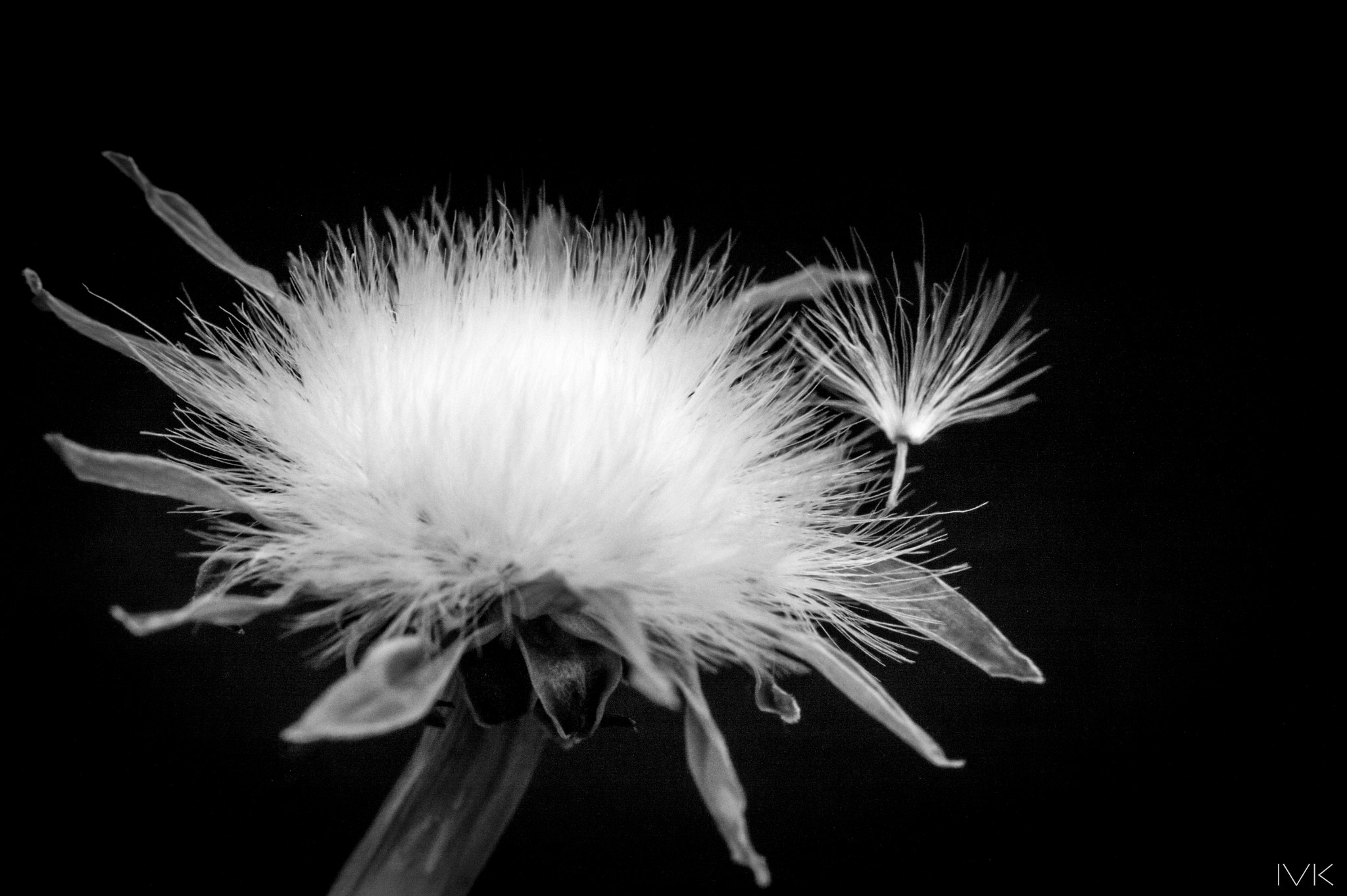 Canon EF 100mm F2.8L Macro IS USM sample photo. Dandelion photography