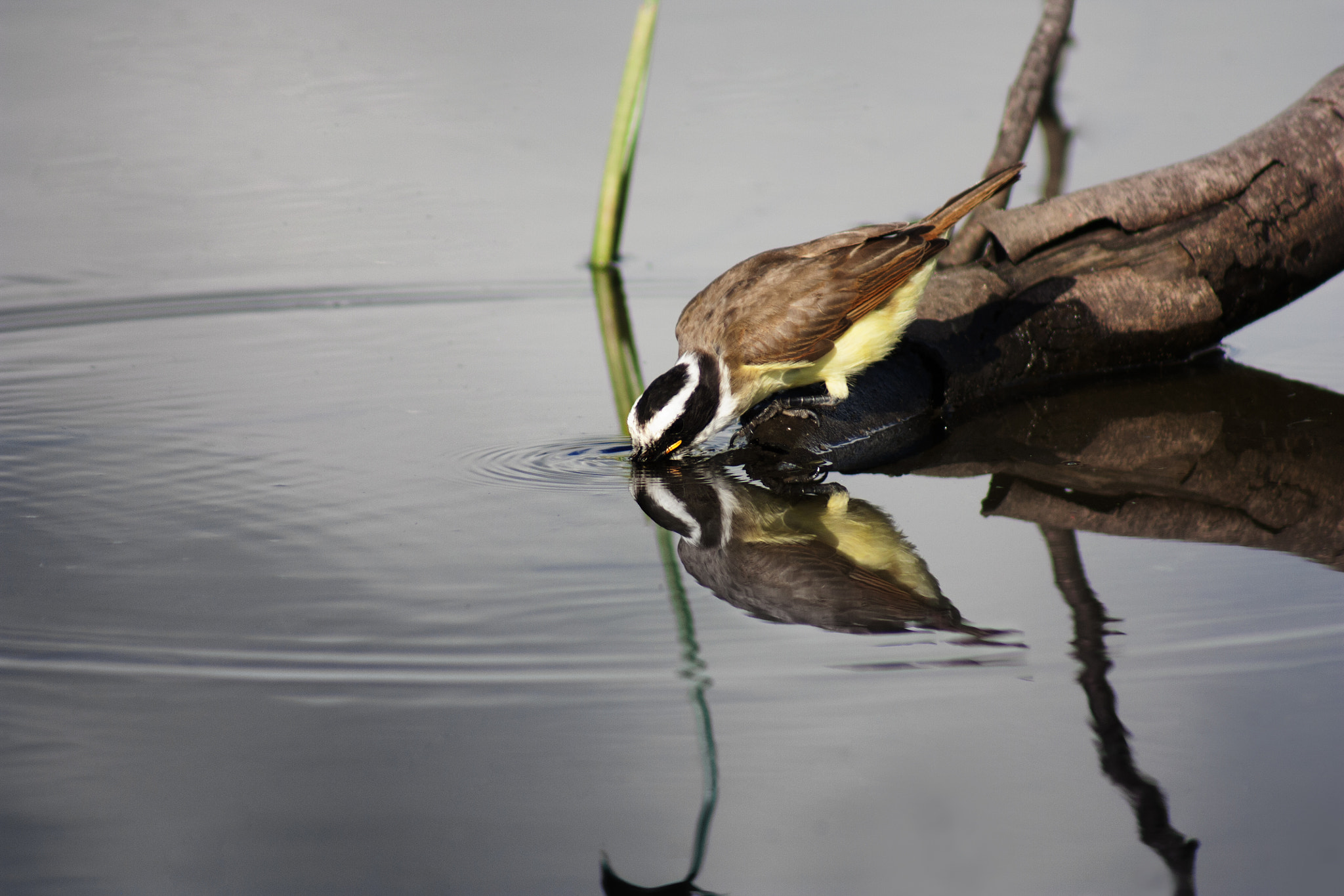 EF75-300mm f/4-5.6 sample photo