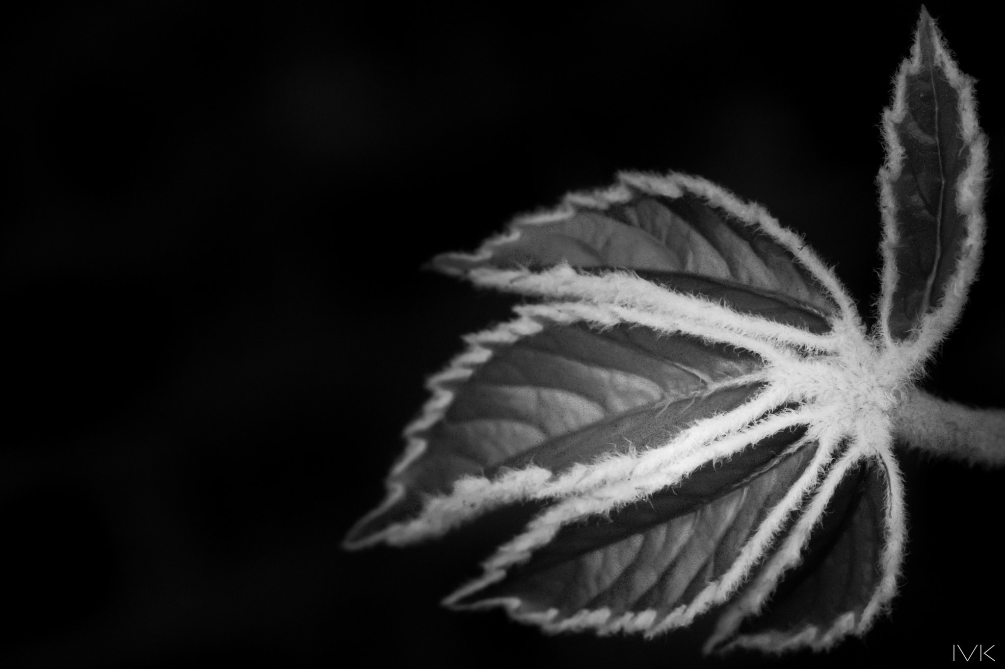 Canon EF 100mm F2.8L Macro IS USM sample photo. Leaf photography