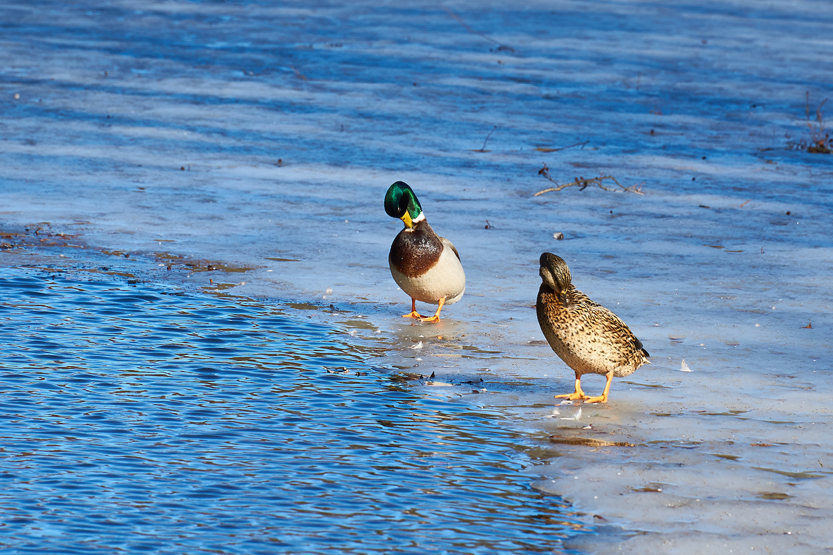 Sony E PZ 18-105mm F4 G OSS sample photo. Ducks - stay clean photography