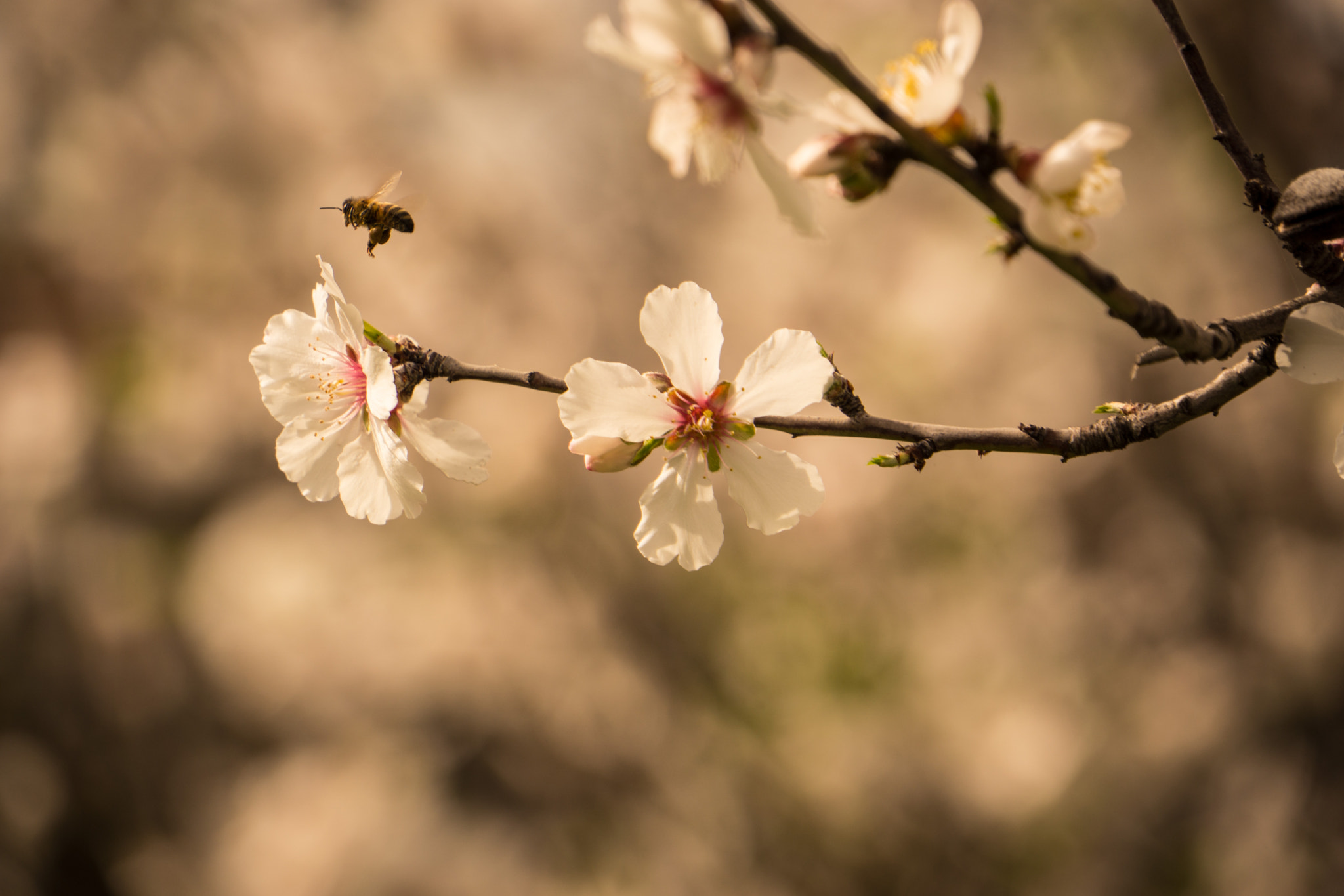 Sony a6000 + Sony E 18-200mm F3.5-6.3 OSS sample photo. Dsc photography