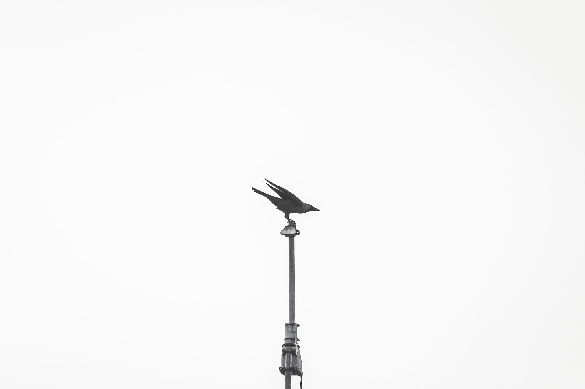 Canon EF 70-300mm F4-5.6 IS USM sample photo. Bird on a pole in stone town sansibar, tanzania photography
