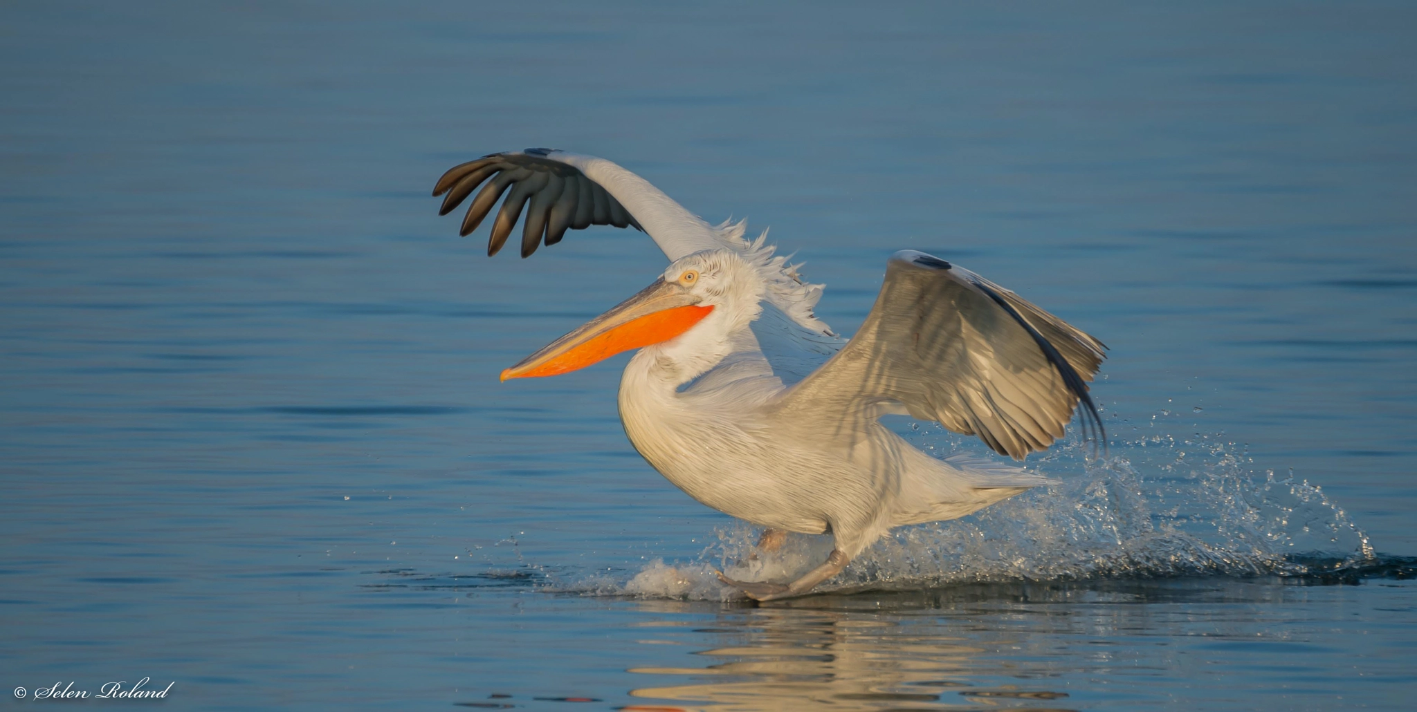 Nikon D4 sample photo. Kroeskoppelikaan - dalmatian pelican photography