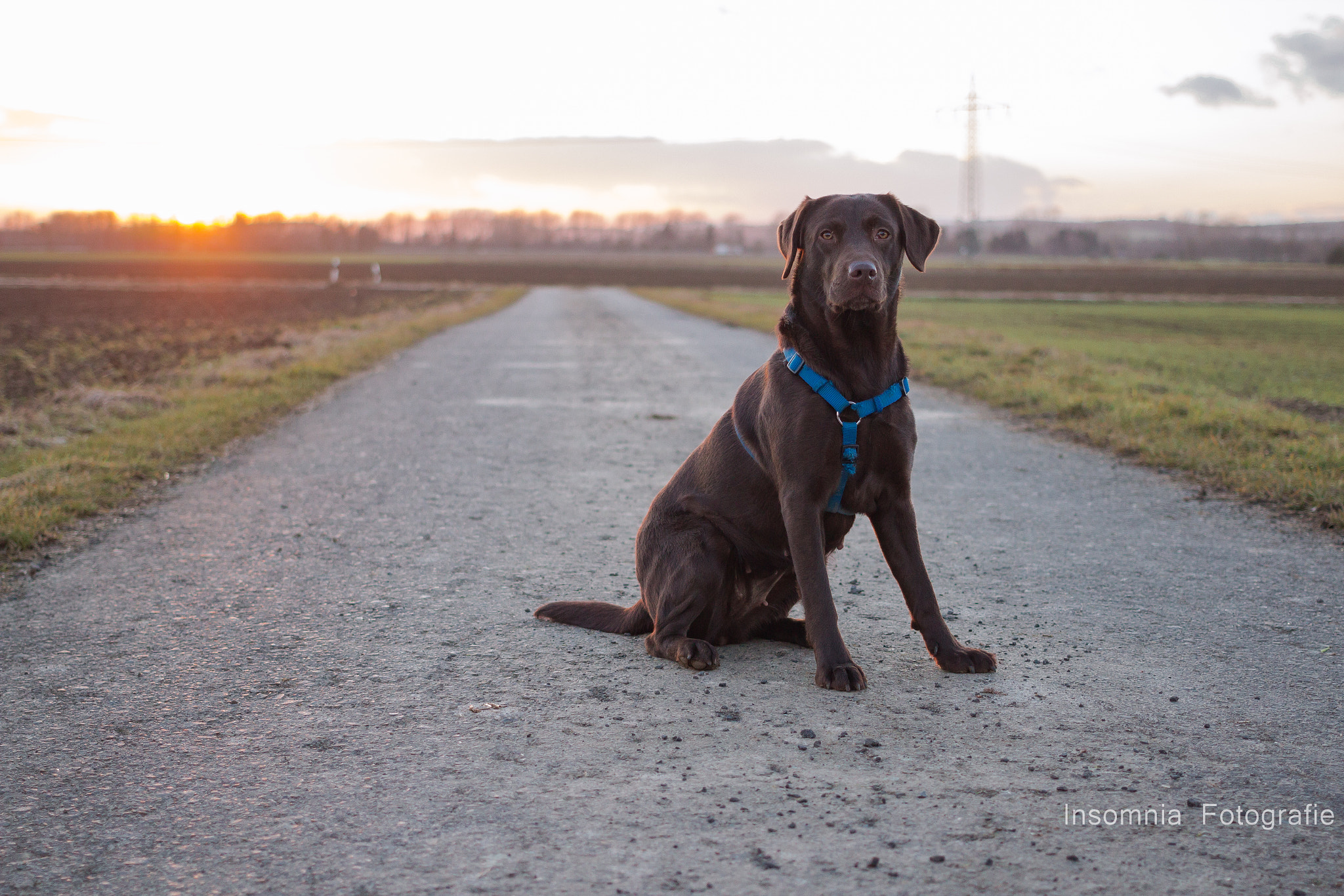 Canon EOS 600D (Rebel EOS T3i / EOS Kiss X5) + Canon EF 40mm F2.8 STM sample photo. Amy labrador photography