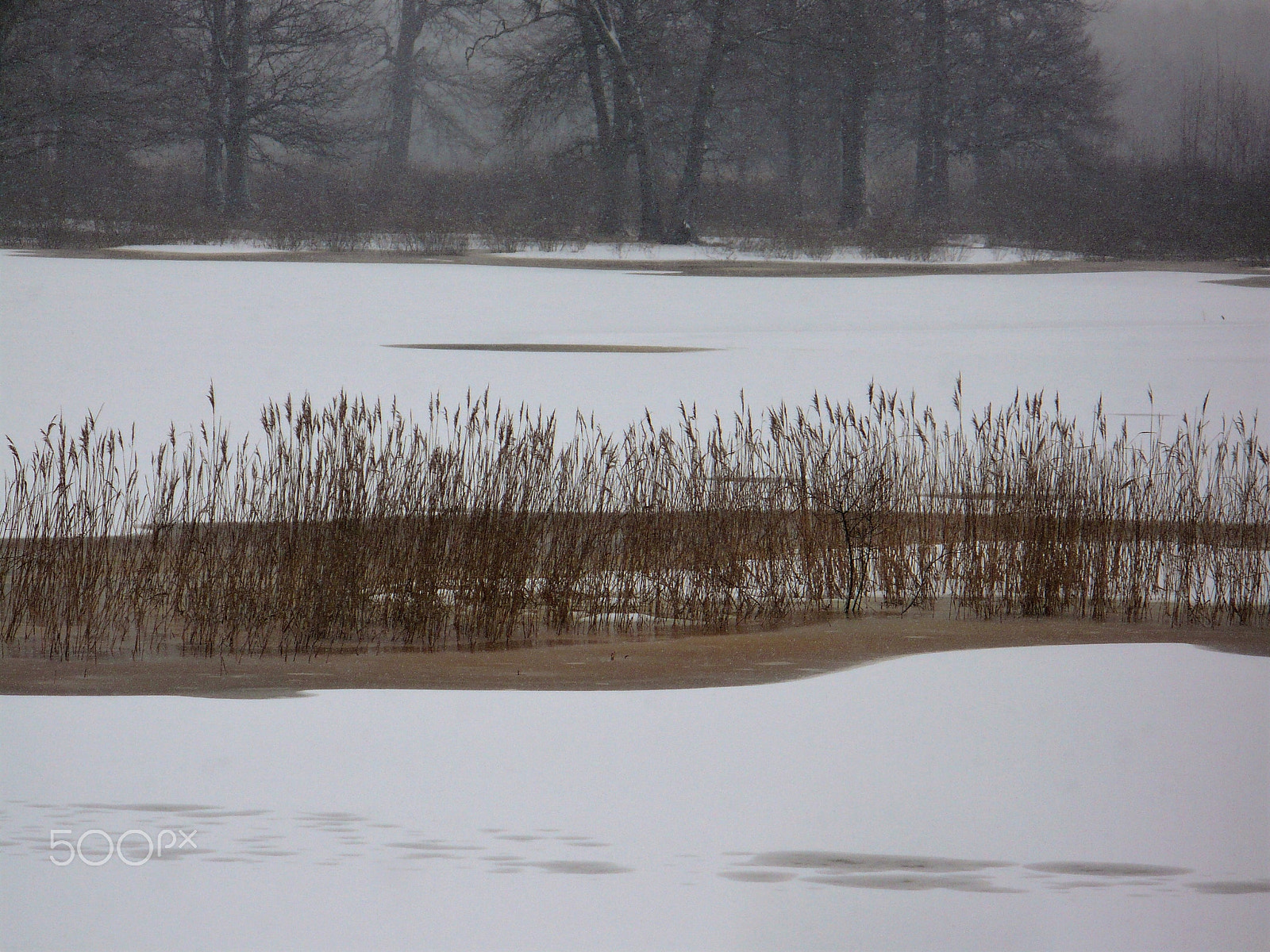 Panasonic DMC-LZ7 sample photo. Dry grass on a meadow winter photography