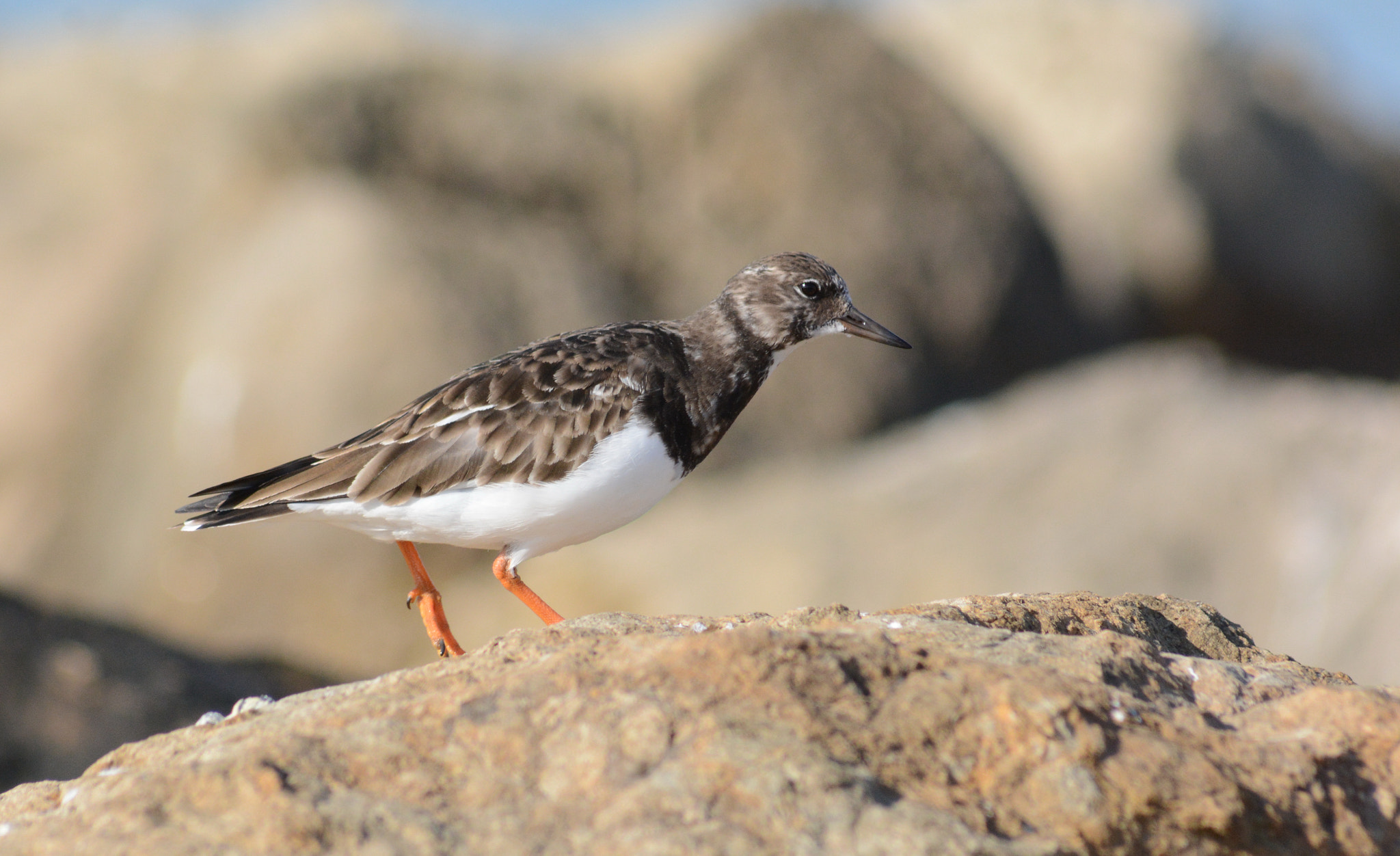 Sigma 70-300mm F4-5.6 APO DG Macro sample photo. Ruddy turnstone photography