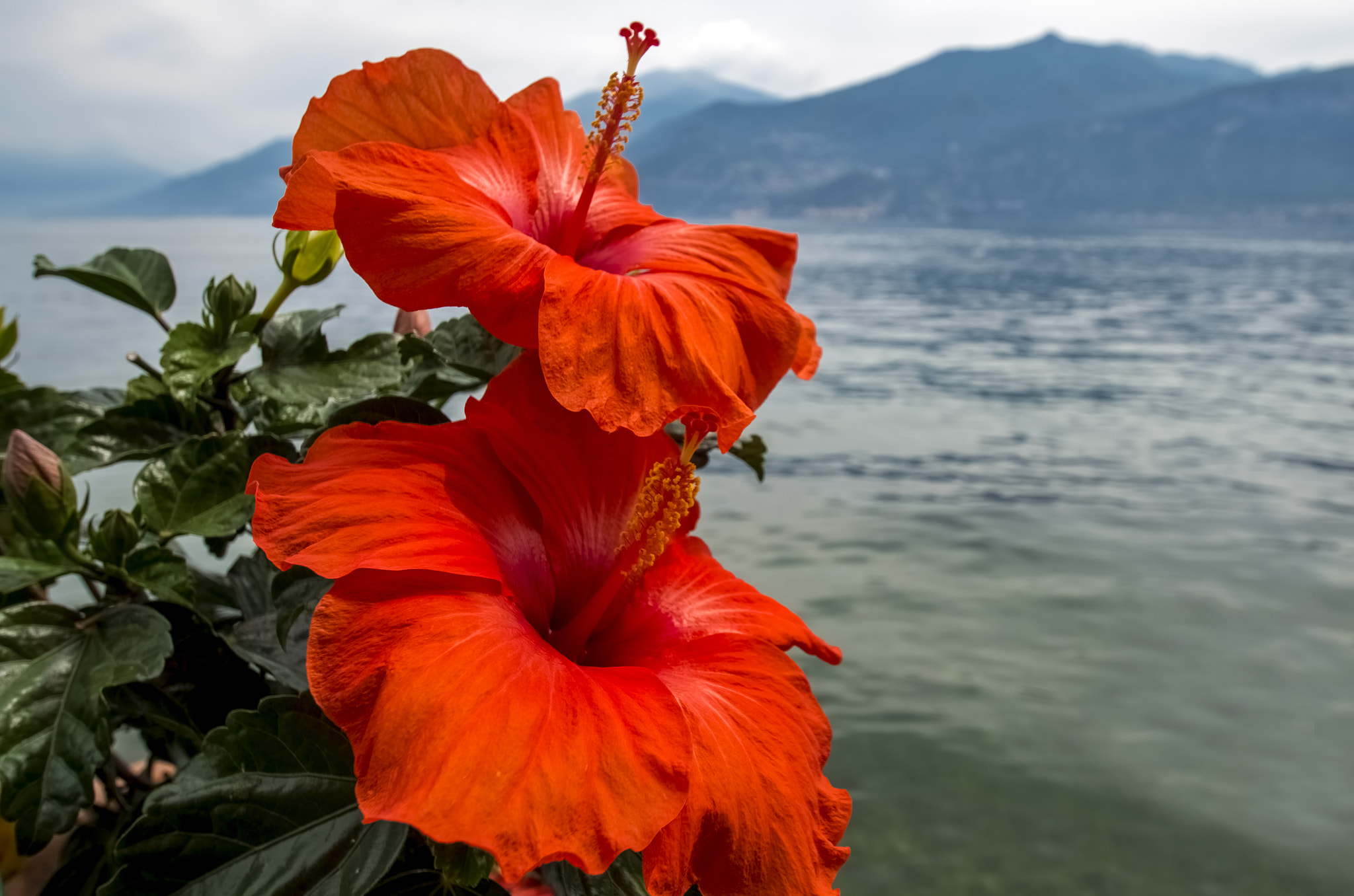 Pentax K-30 + Tamron SP AF 10-24mm F3.5-4.5 Di II LD Aspherical (IF) sample photo. Flowers of lake como photography