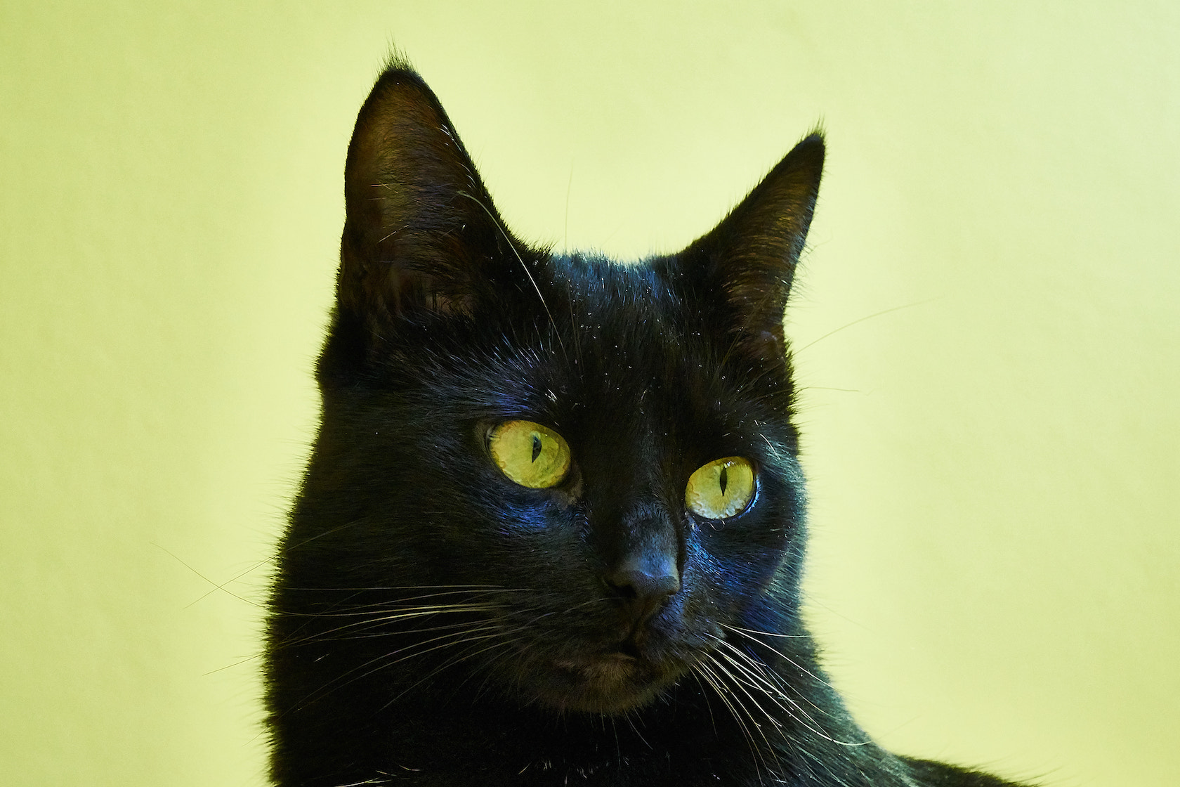 Sony E PZ 18-105mm F4 G OSS sample photo. Hauskatze - lucy photography