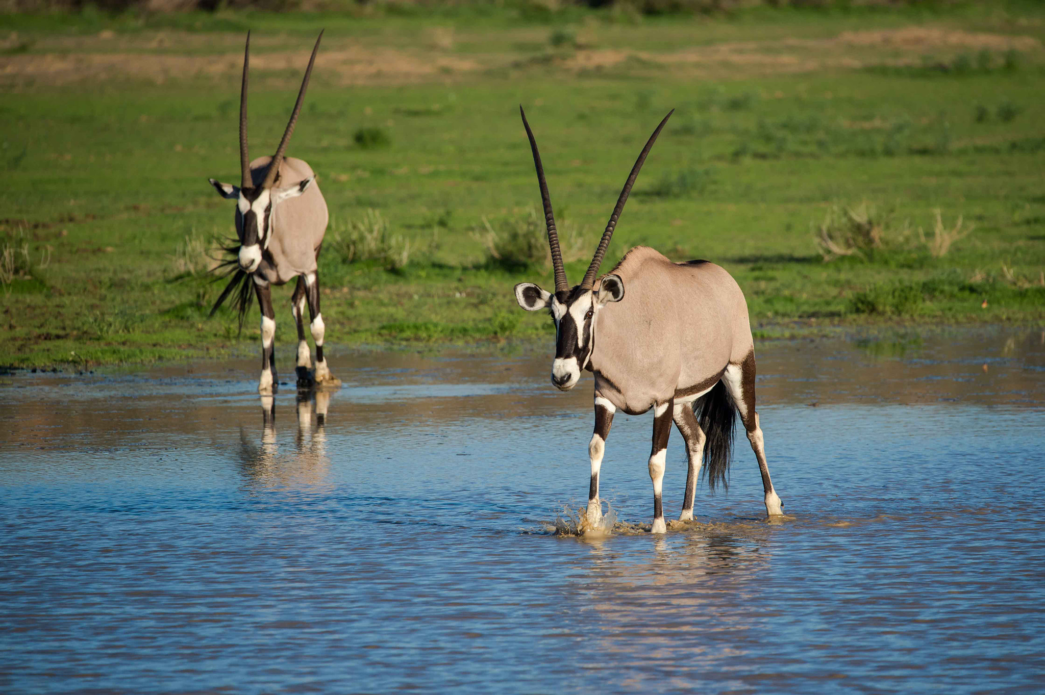 Sigma 150-600mm F5-6.3 DG OS HSM | S sample photo. Oryx photography