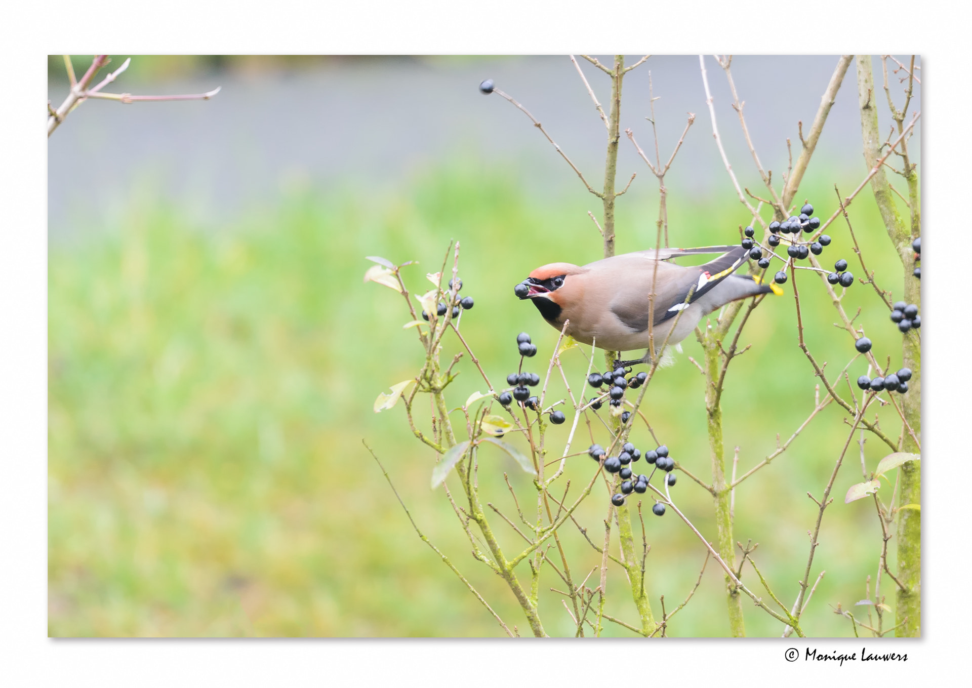 Nikon D600 sample photo. Bohemian waxwing i photography
