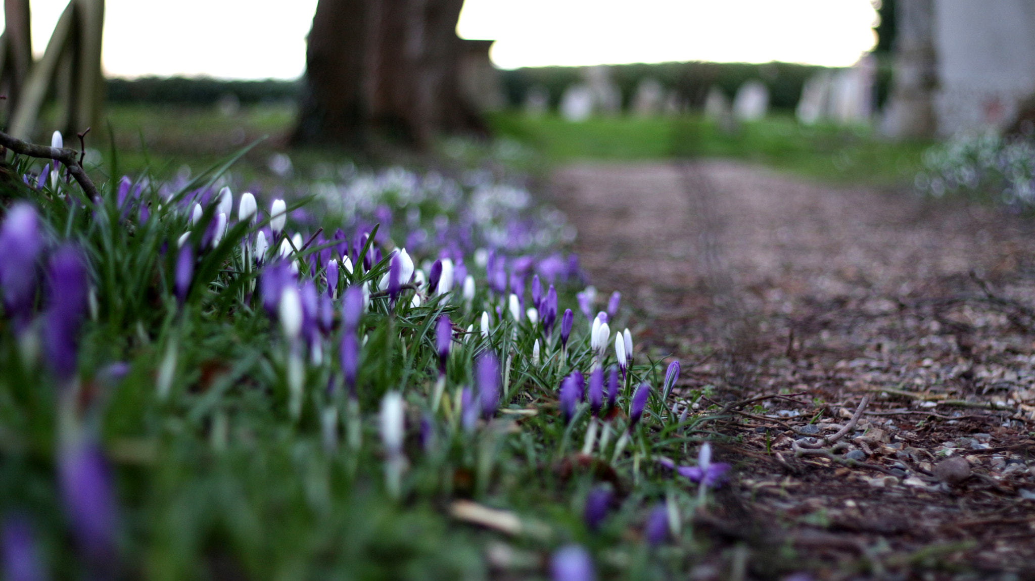 Canon EOS 650D (EOS Rebel T4i / EOS Kiss X6i) + Canon EF 50mm F1.8 STM sample photo. A touch of purple photography