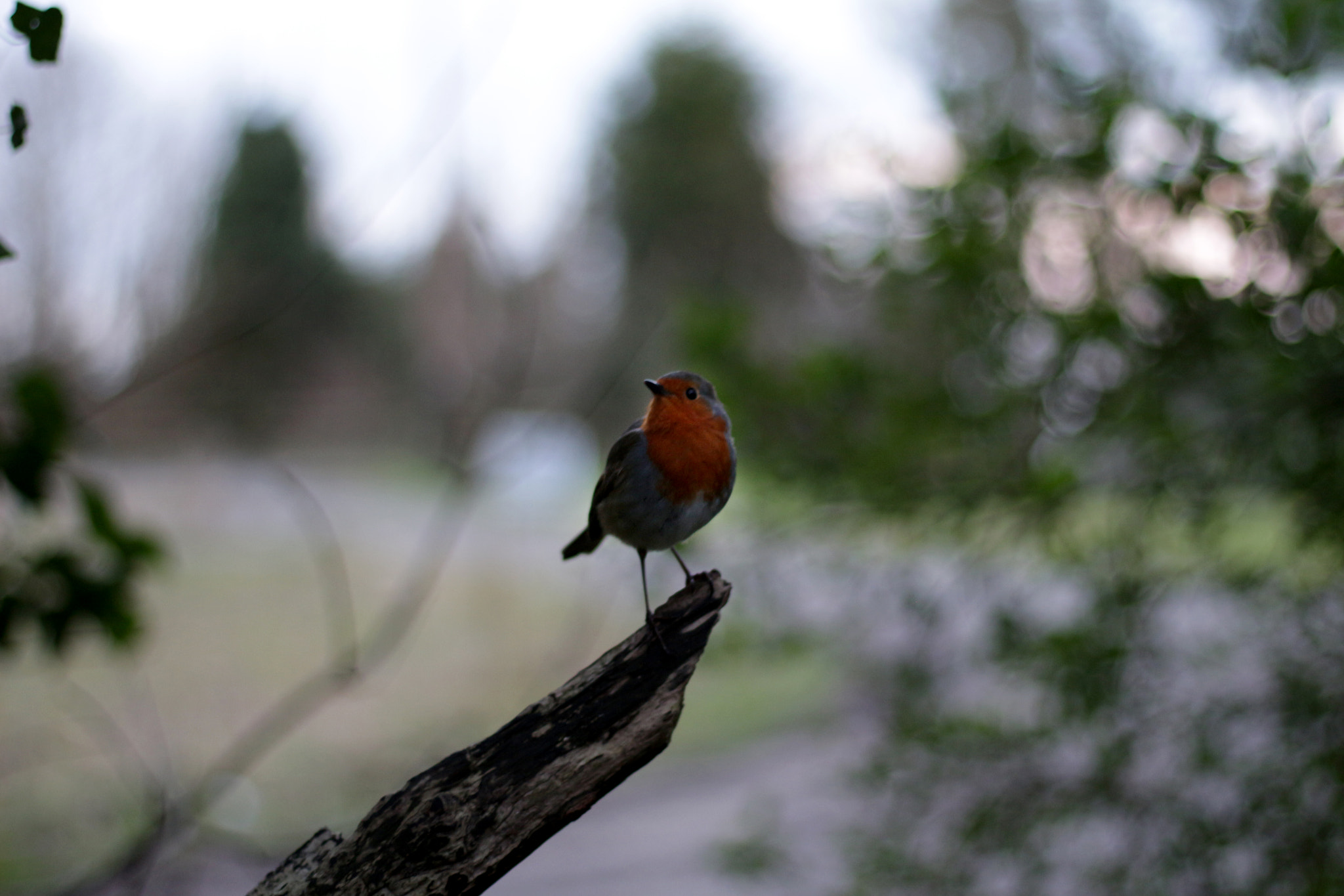 Canon EOS 650D (EOS Rebel T4i / EOS Kiss X6i) + Canon EF 50mm F1.8 STM sample photo. Robin photography