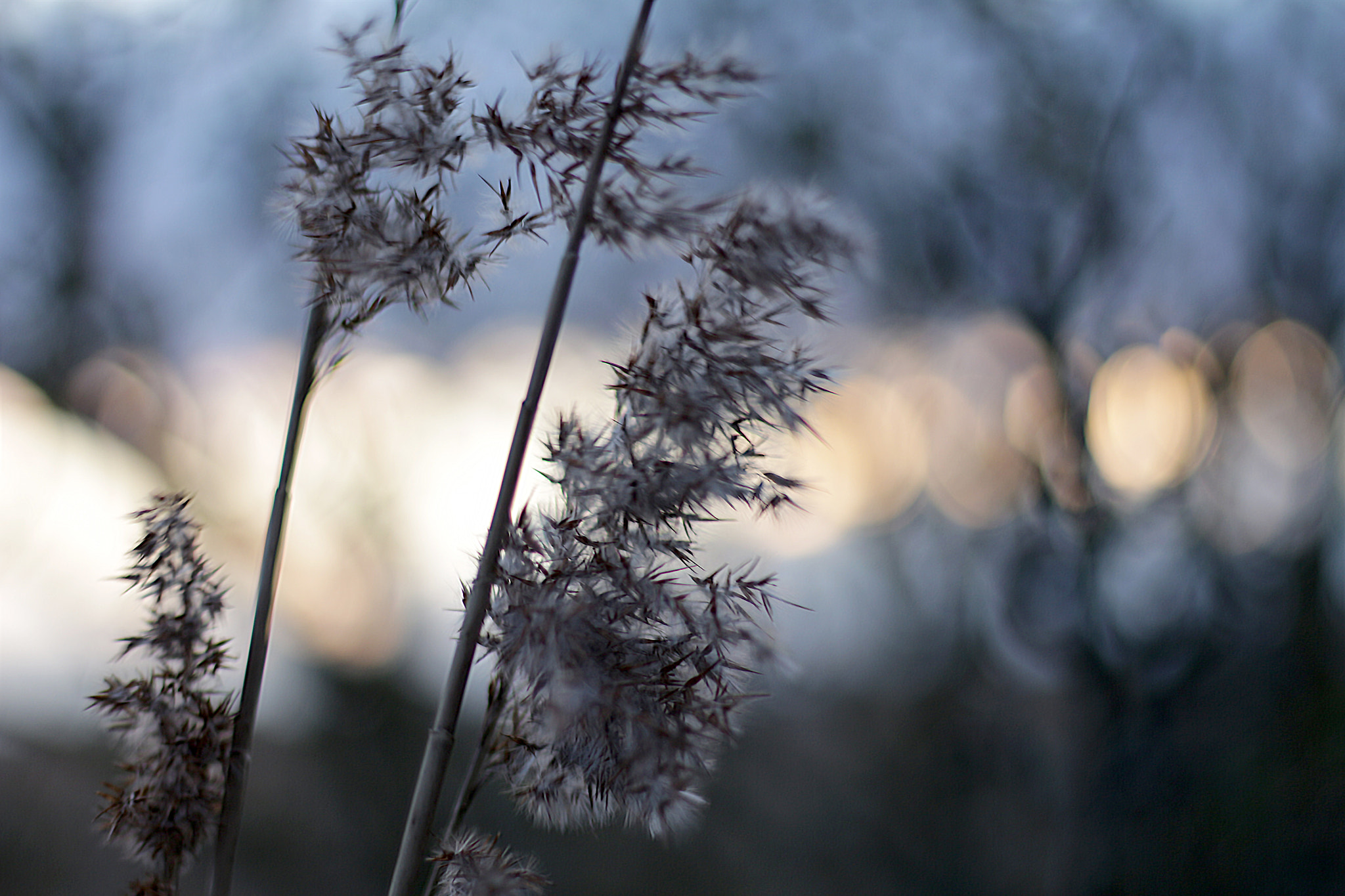 Canon EOS 650D (EOS Rebel T4i / EOS Kiss X6i) + Canon EF 50mm F1.8 STM sample photo. Reeds photography
