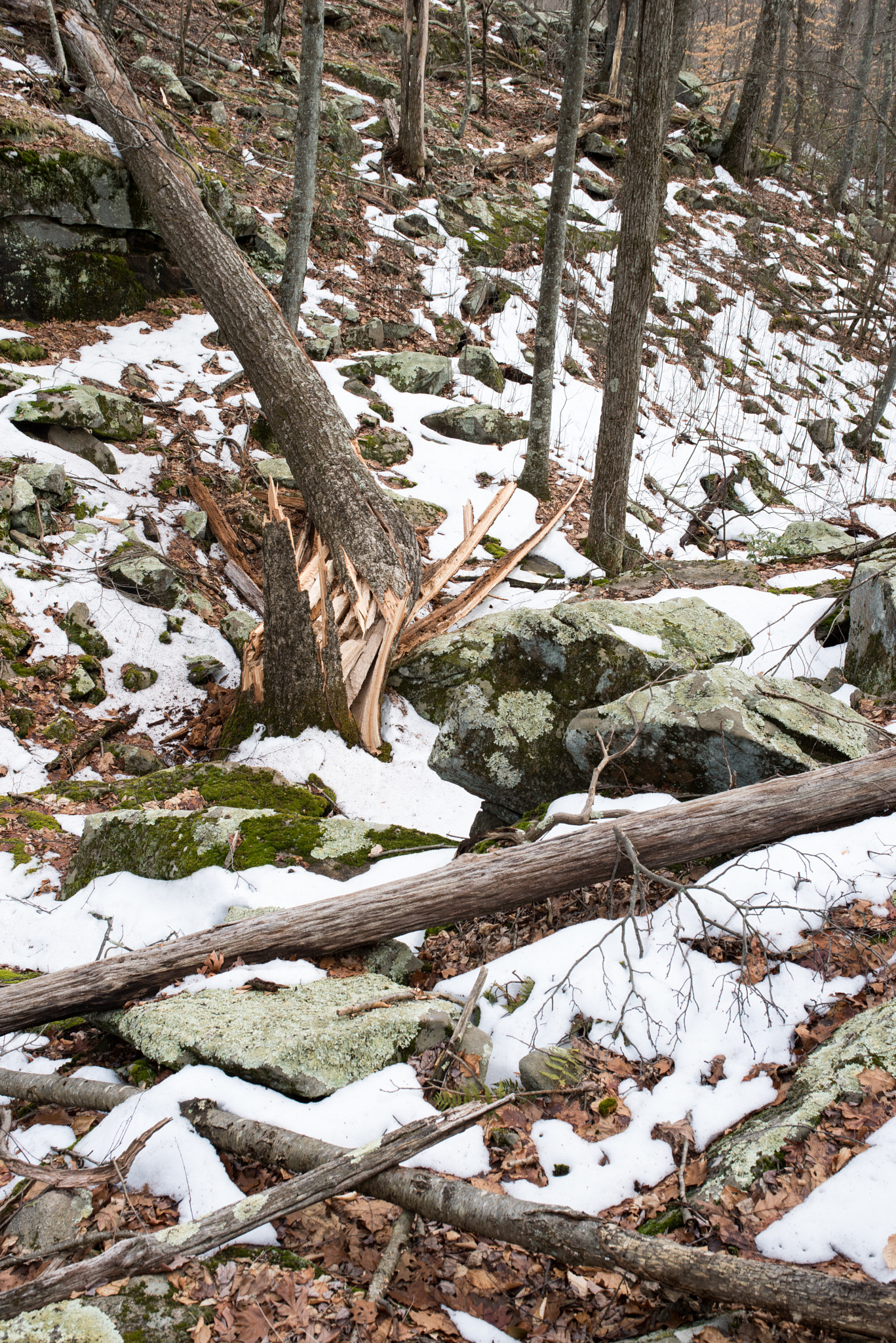 Pentax K-1 sample photo. Fallen trees photography