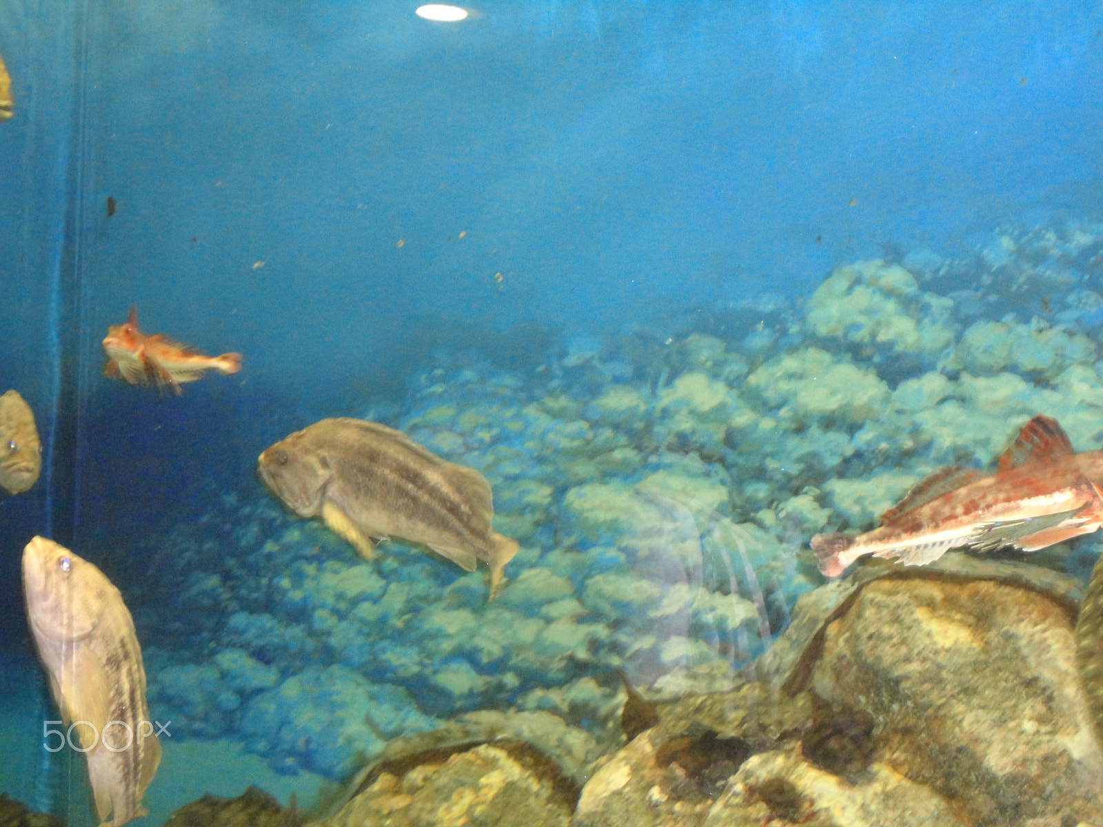 Sony Cyber-shot DSC-W570 sample photo. Fish world photography