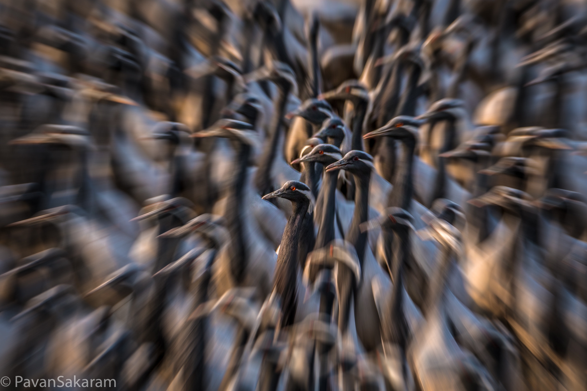 150-600mm F5-6.3 DG OS HSM | Contemporary 015 sample photo. Demoiselle crane photography