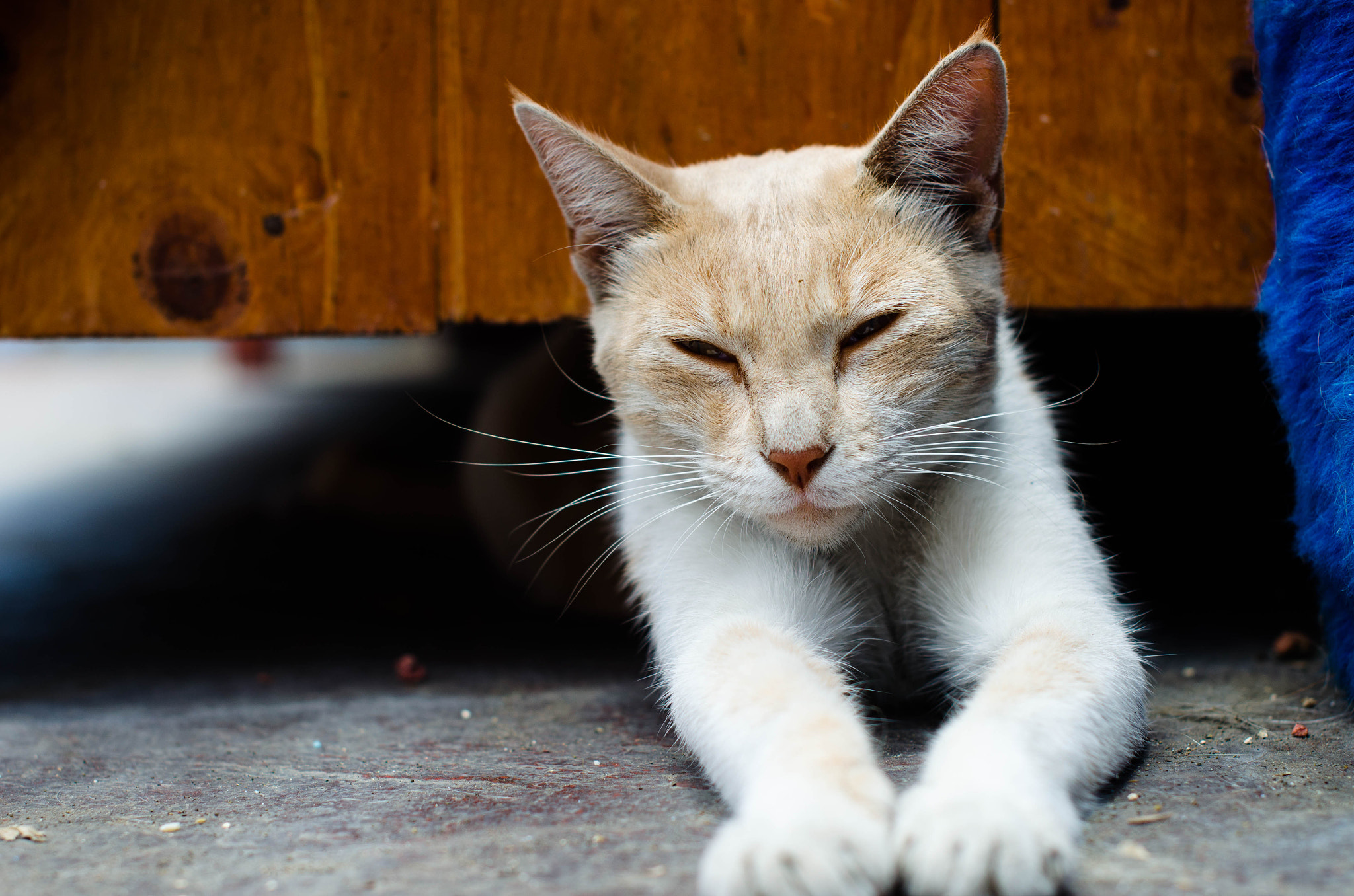 Nikon D5100 + Nikon AF-S Nikkor 50mm F1.4G sample photo. Lucy con sueño photography