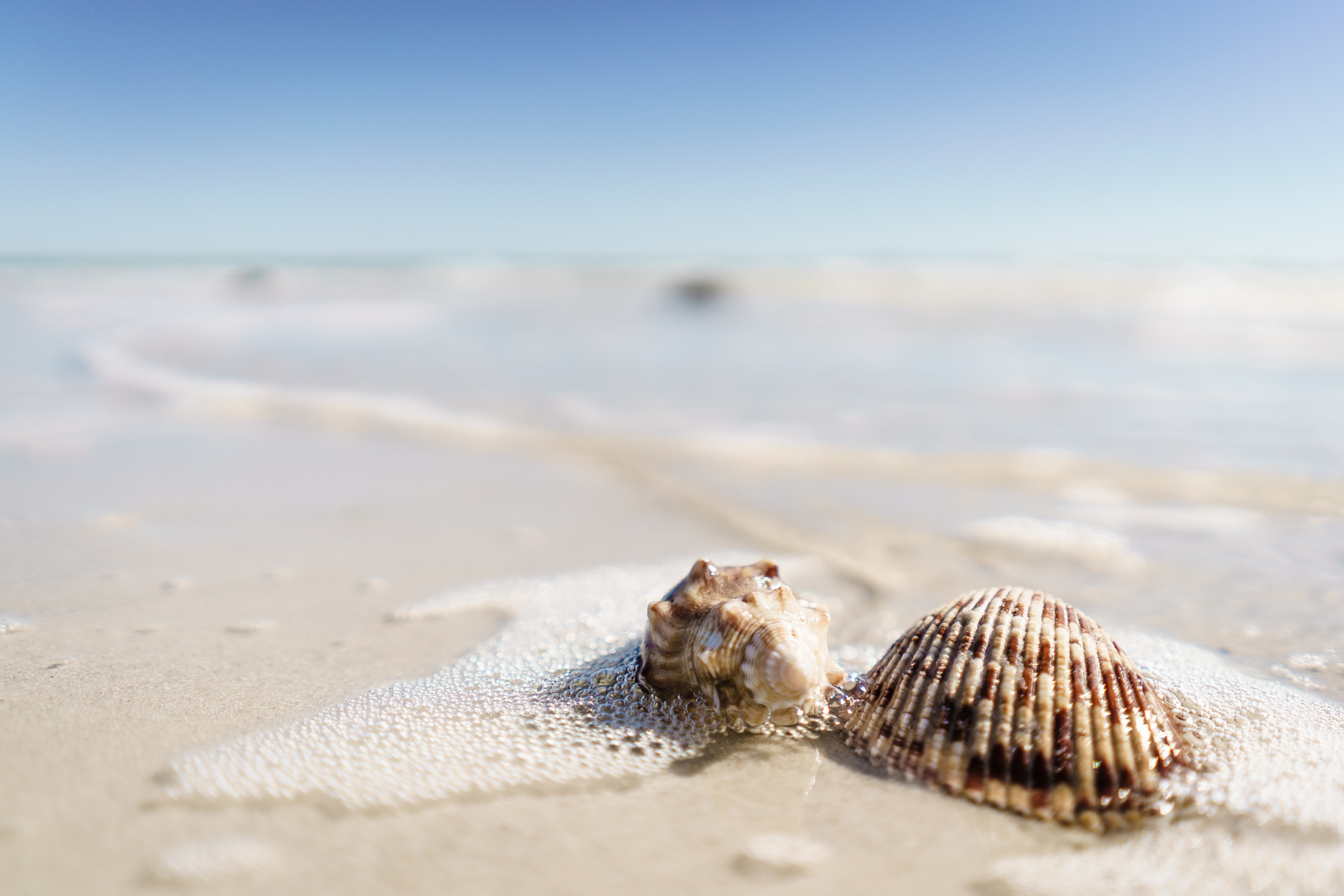 Sony FE 28mm F2 sample photo. Sea shells at sanibel island photography