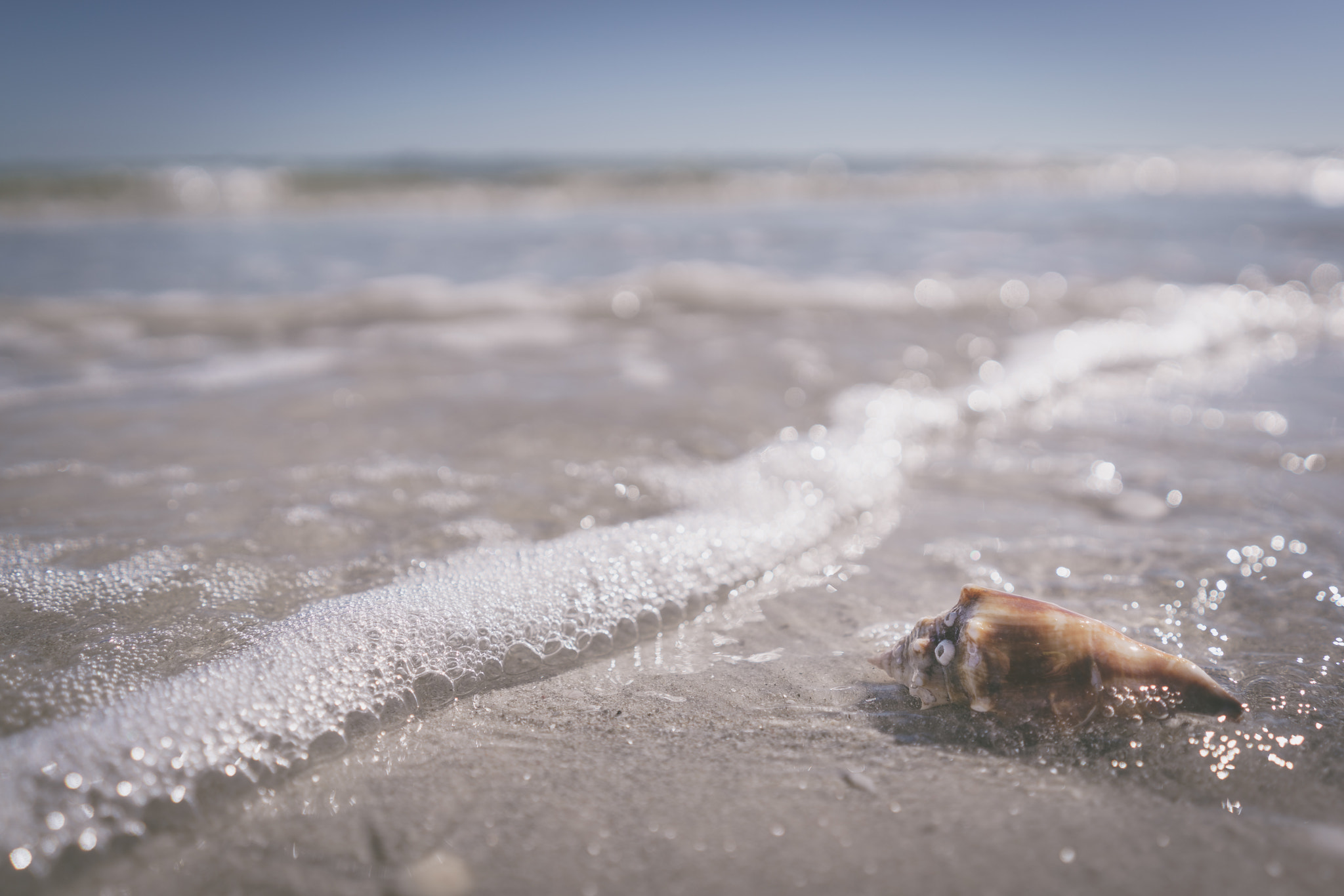 Sony FE 28mm F2 sample photo. Sea shells at sanibel island photography