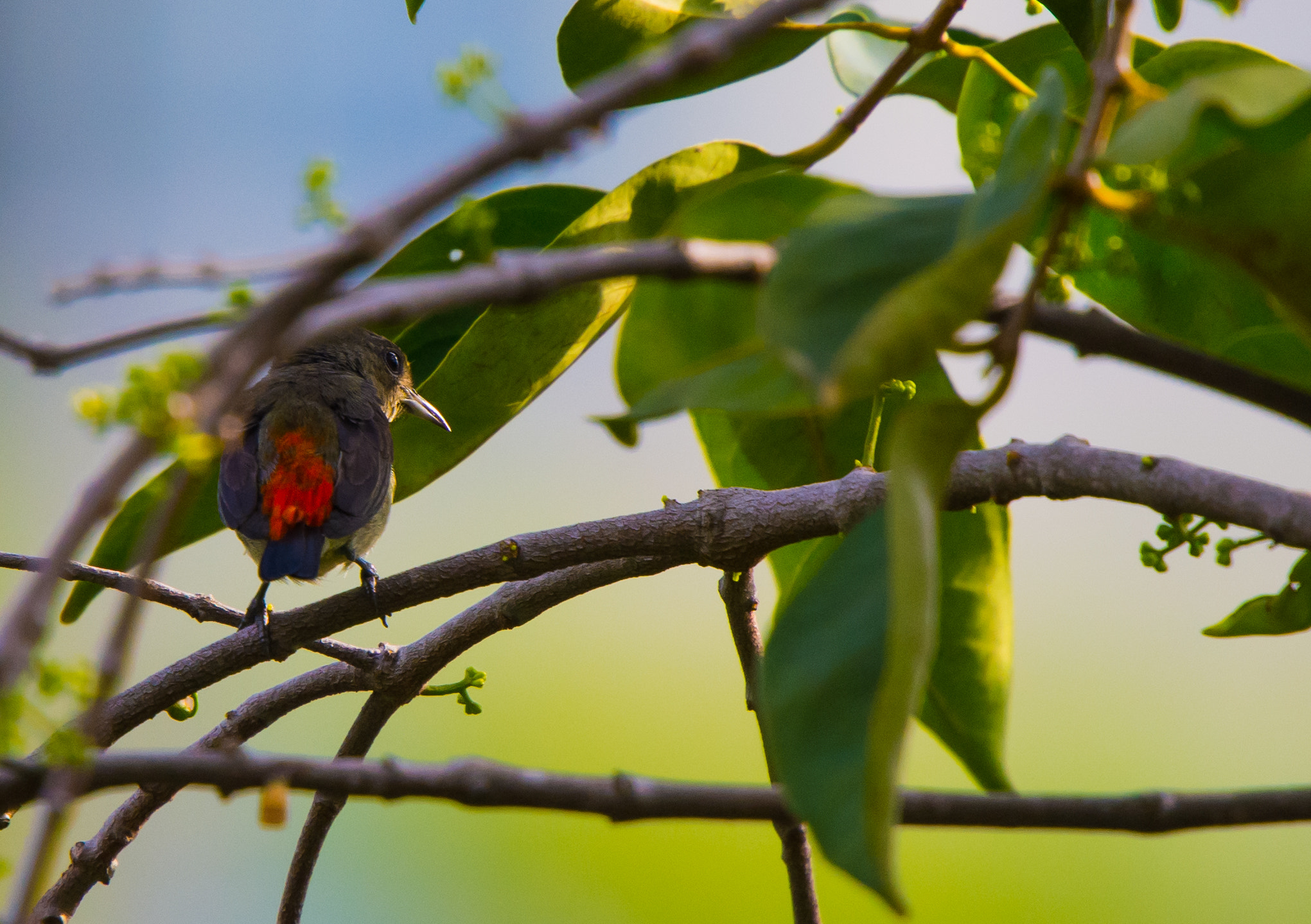 Nikon Nikkor AF-S 300mm F4E PF ED VR sample photo. A little fella that's hard to see. photography