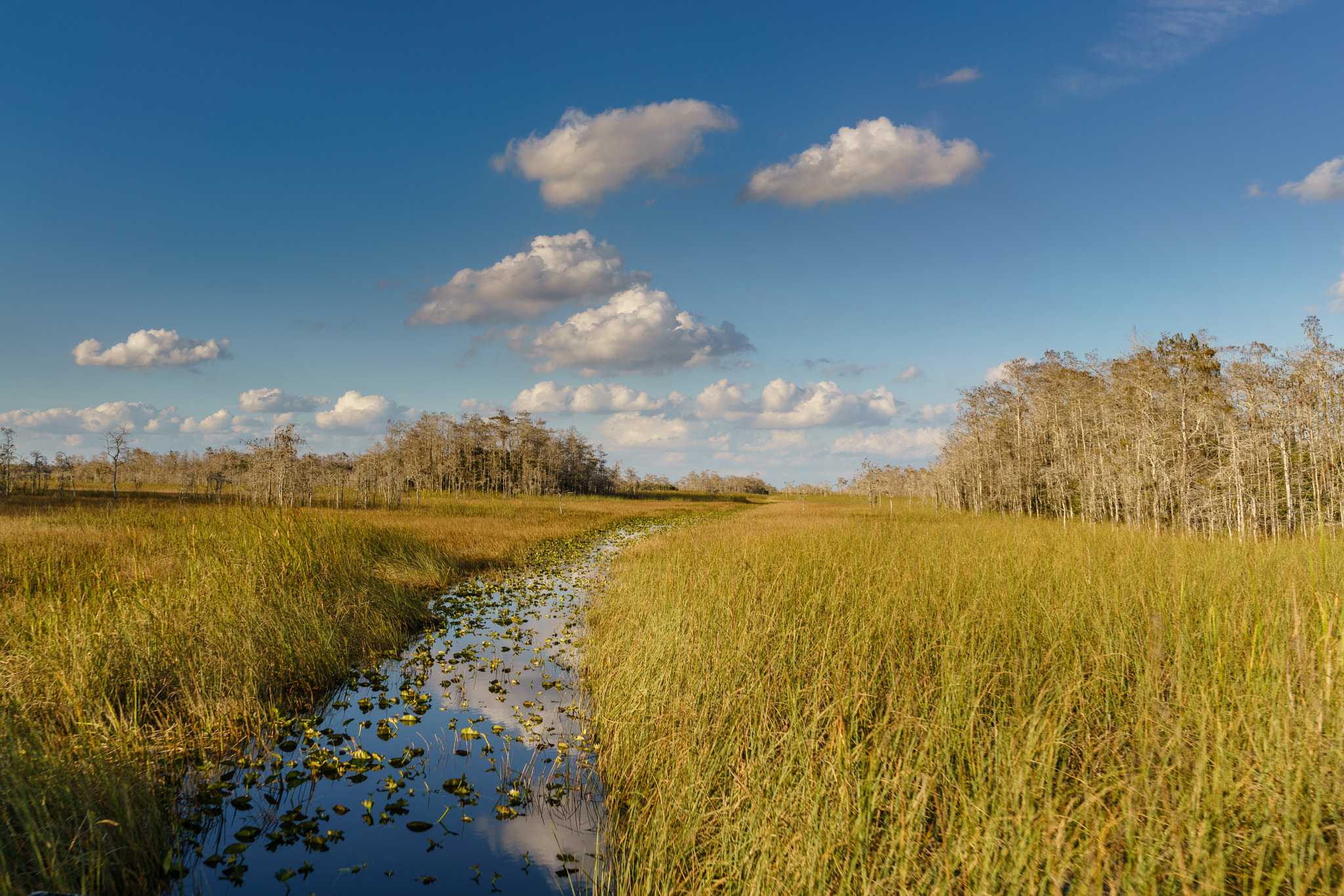 Sony FE 28mm F2 sample photo. Everglades, florida photography