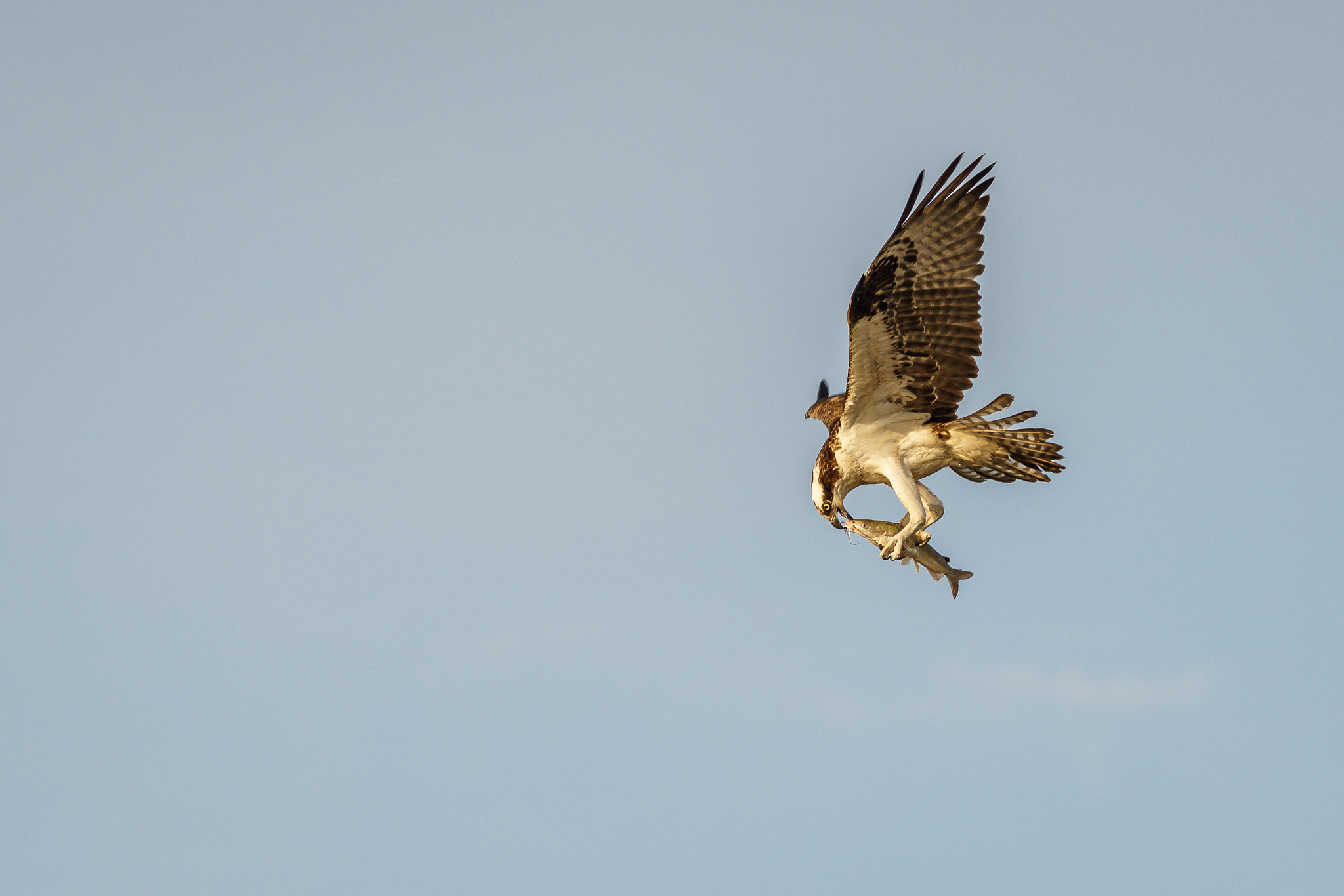 Sony a7R II + Canon EF 200mm F2.8L II USM sample photo. Osprey with fish photography