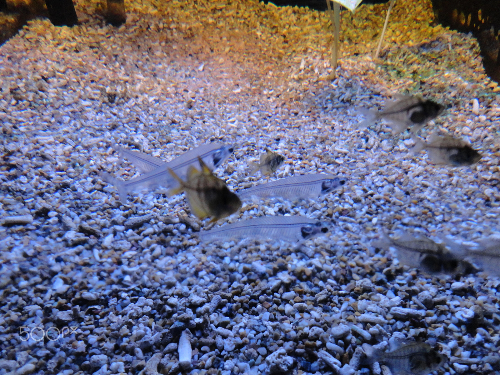 Sony Cyber-shot DSC-W570 sample photo. Fish world photography