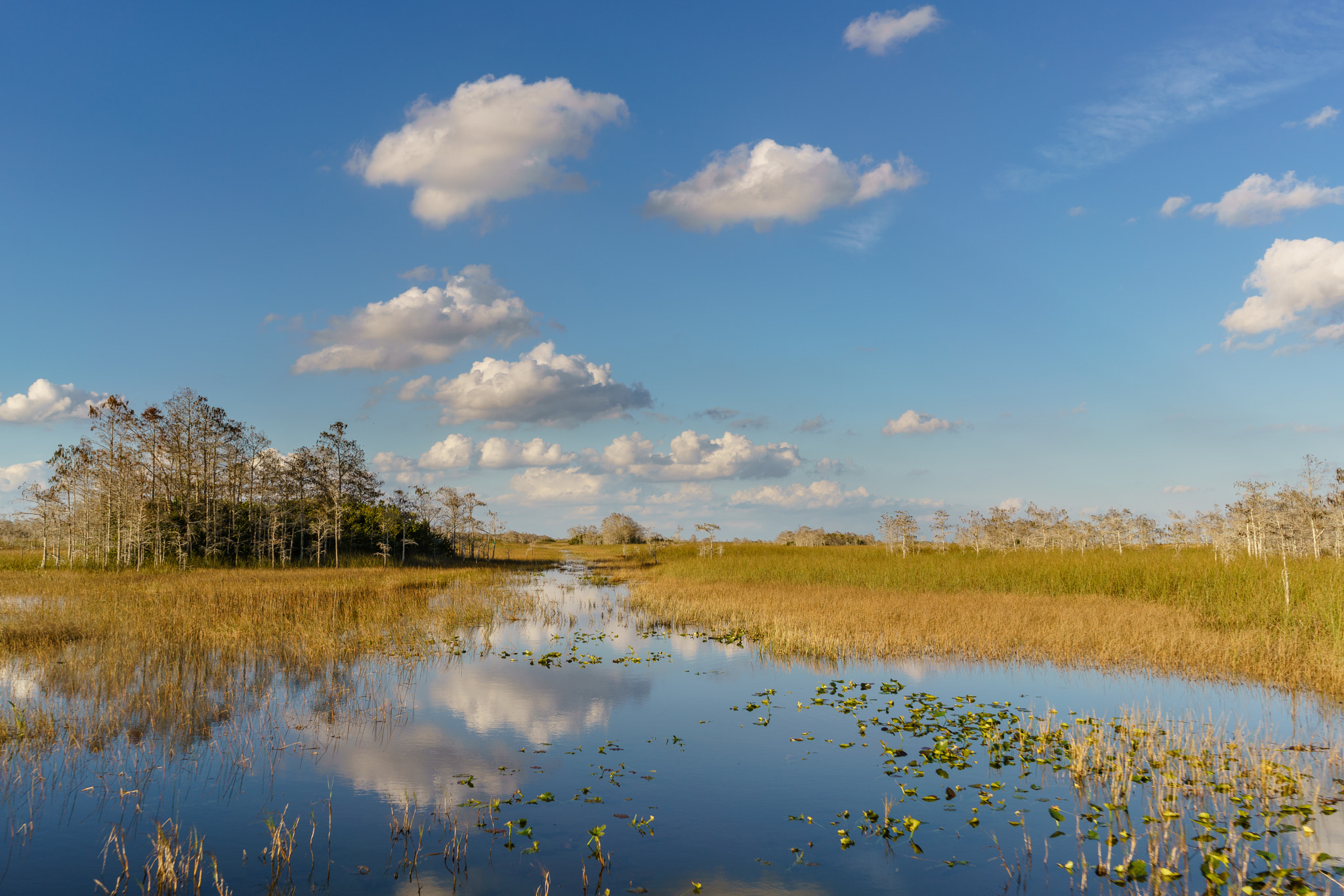 Sony FE 28mm F2 sample photo. Everglades, florida photography