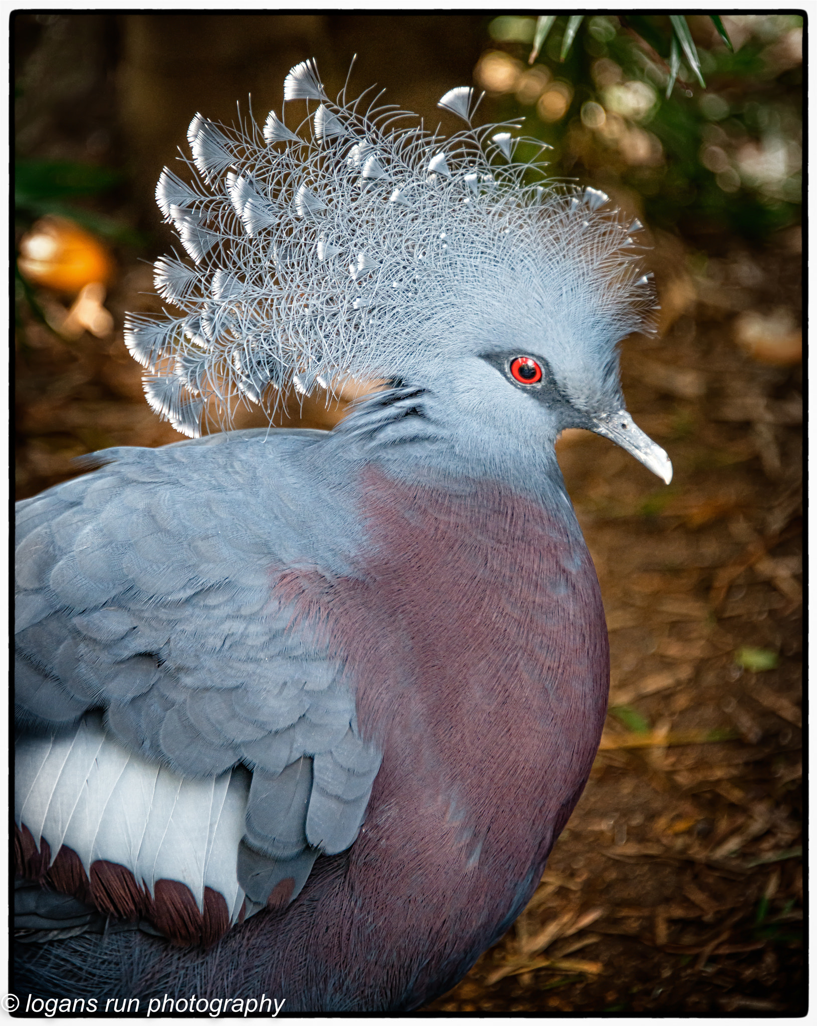 Nikon D800E + Nikon AF-S Nikkor 28-300mm F3.5-5.6G ED VR sample photo. Portrait of the victoria crowned pigeon.  named after the british monarch queen victoria photography