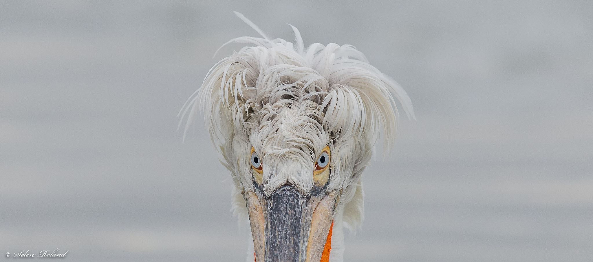 Nikon D4 sample photo. Kroeskoppelikaan - portrait of a dalmatian pelican photography
