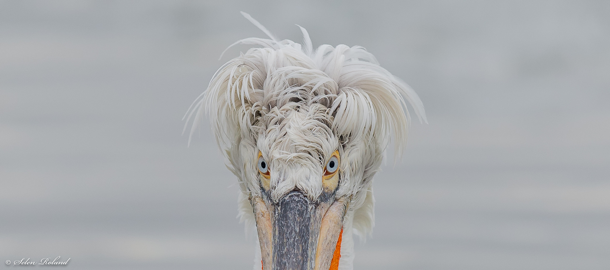 Nikon D4 + Nikon AF-S Nikkor 500mm F4G ED VR sample photo. Kroeskoppelikaan - portrait of a dalmatian pelican photography