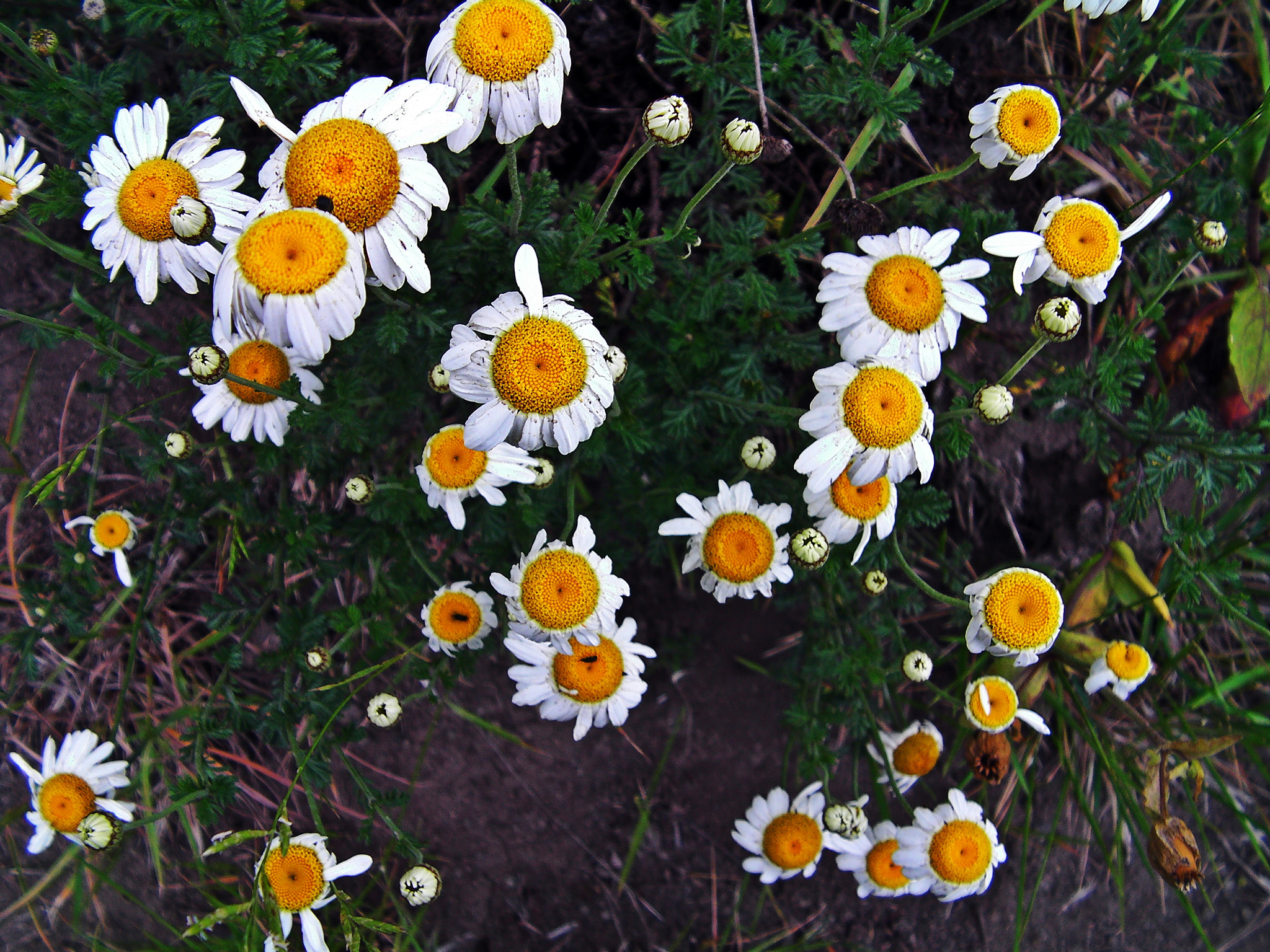 SANYO CG9 sample photo. Sanyo digital camera photography