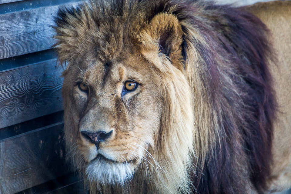 Tamron SP 35mm F1.8 Di VC USD sample photo. Simba im zoo herberstein photography