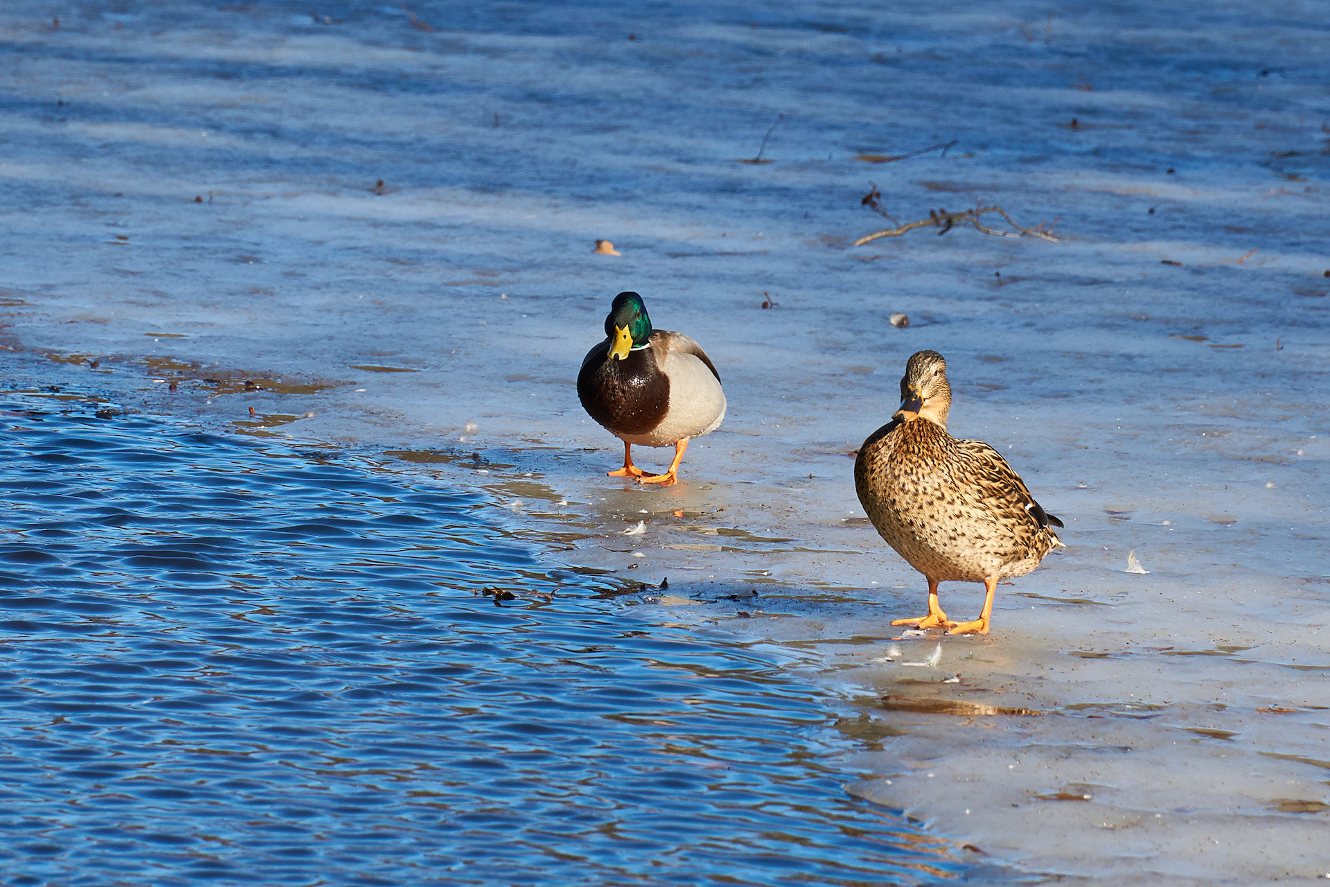 Sony E PZ 18-105mm F4 G OSS sample photo. Ducks on ice photography