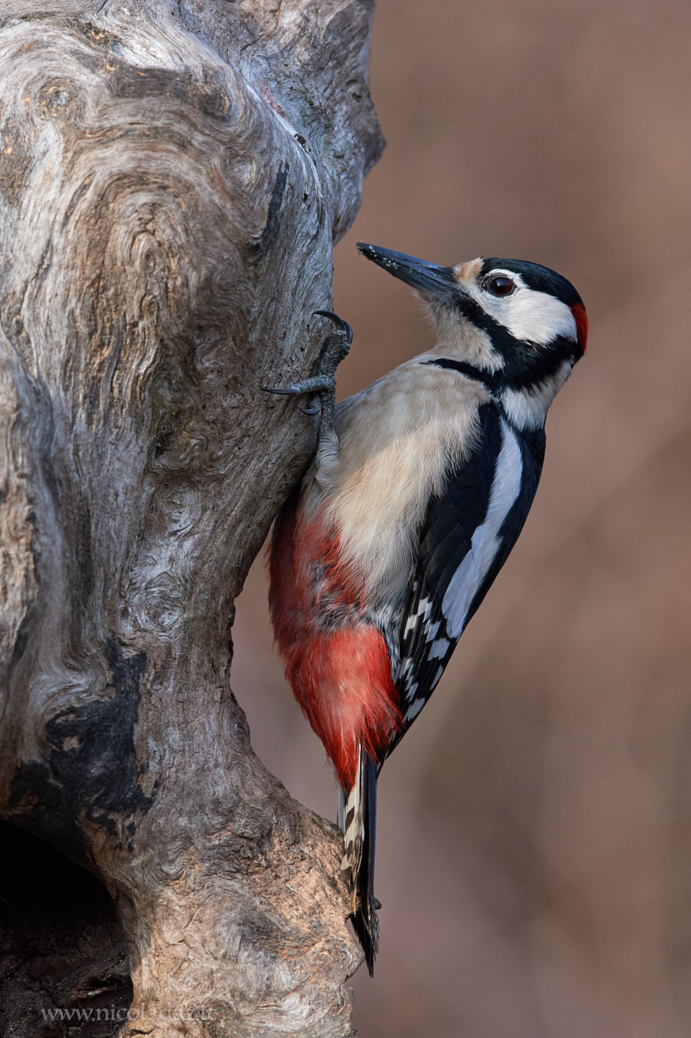 Nikon AF-S Nikkor 600mm F4E FL ED VR sample photo. Rosso maggiore photography