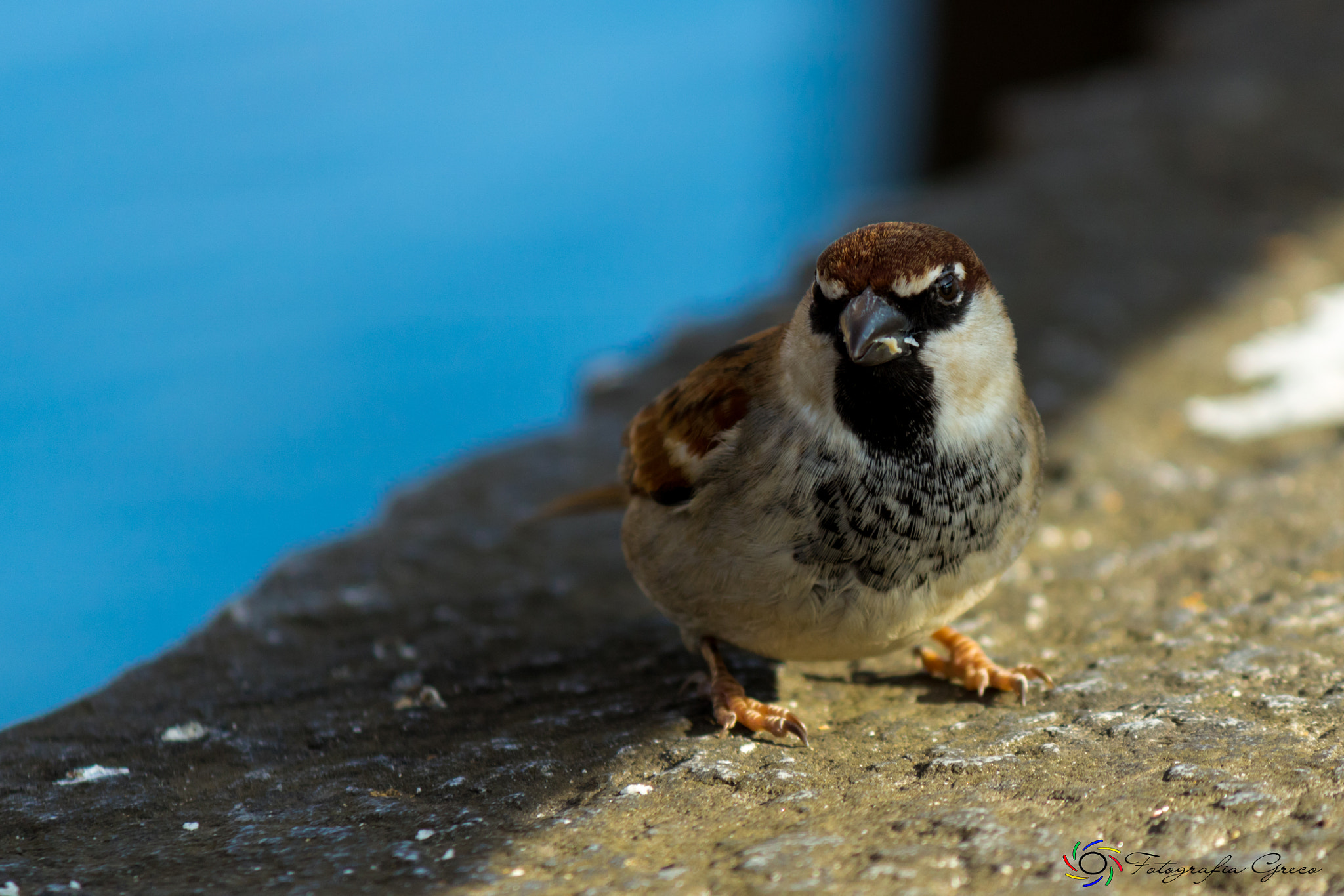 Canon EOS 760D (EOS Rebel T6s / EOS 8000D) sample photo