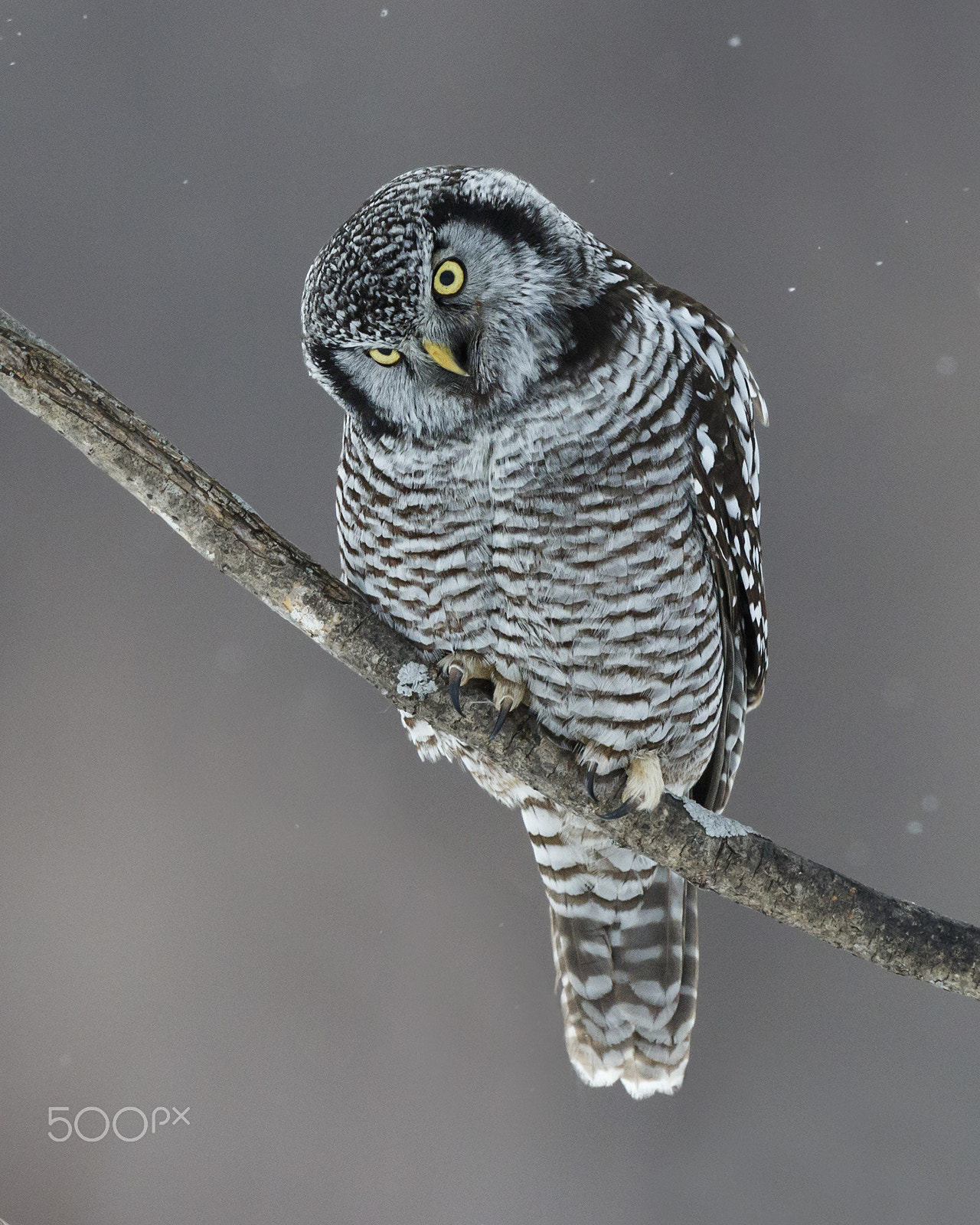 Canon EOS 7D Mark II sample photo. Northern hawk owl photography
