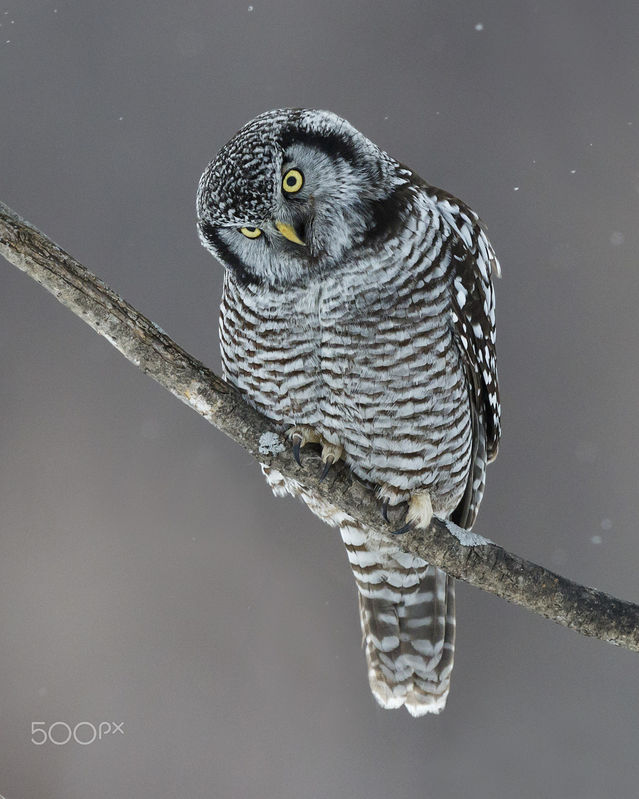 Canon EF 600mm F4L IS II USM sample photo. Northern hawk owl photography