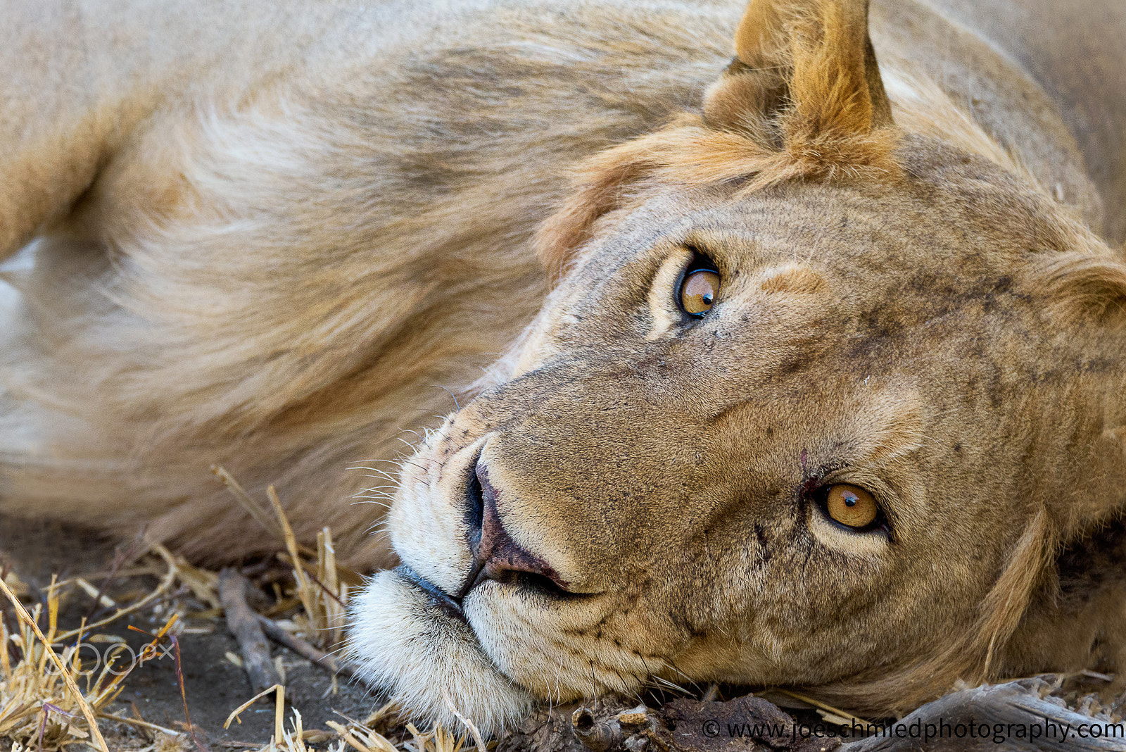 Sigma 150-600mm F5-6.3 DG OS HSM | S sample photo. Do not even think to come closer photography