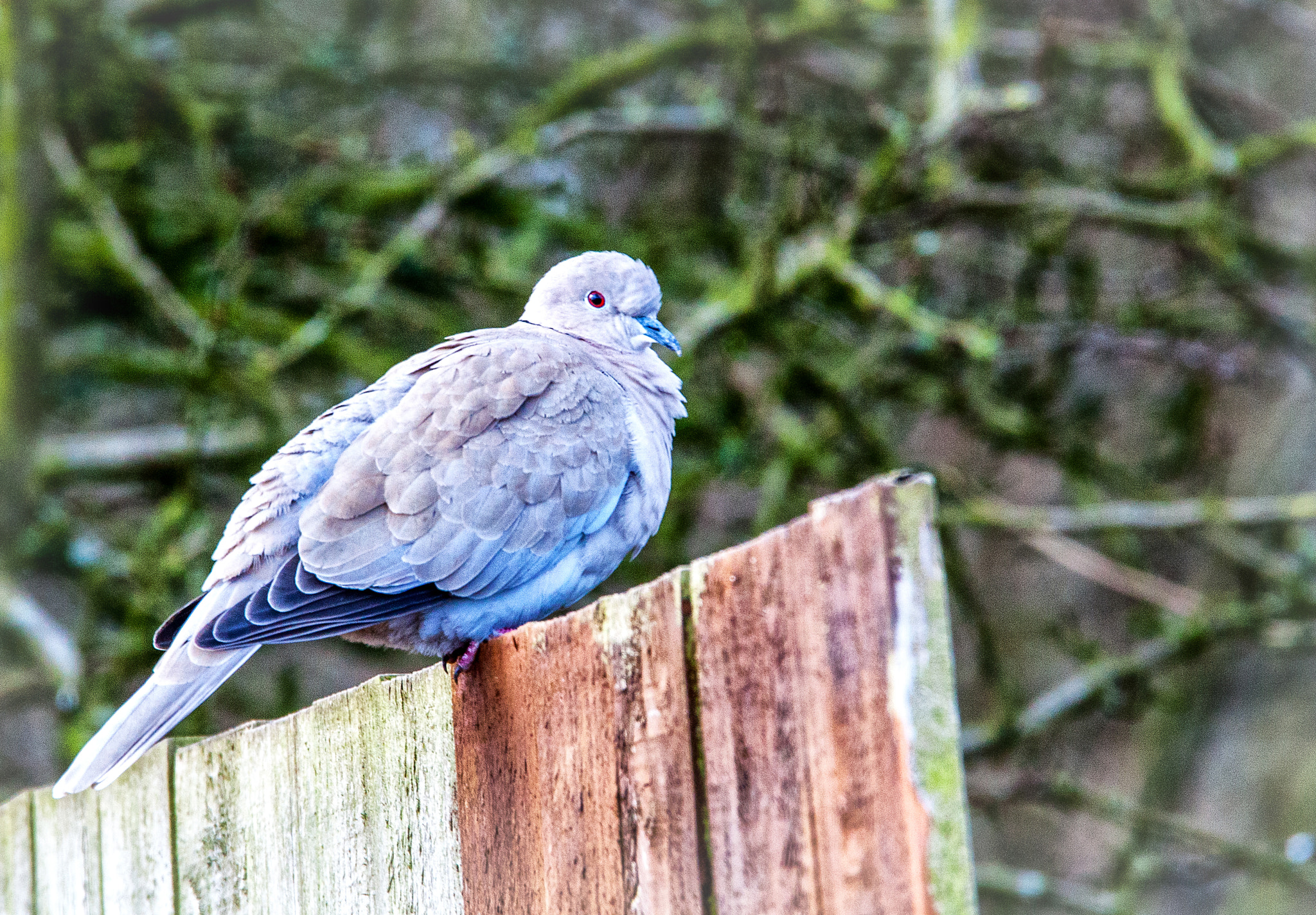 150-600mm F5-6.3 DG OS HSM | Contemporary 015 sample photo. Decisions, decisions photography