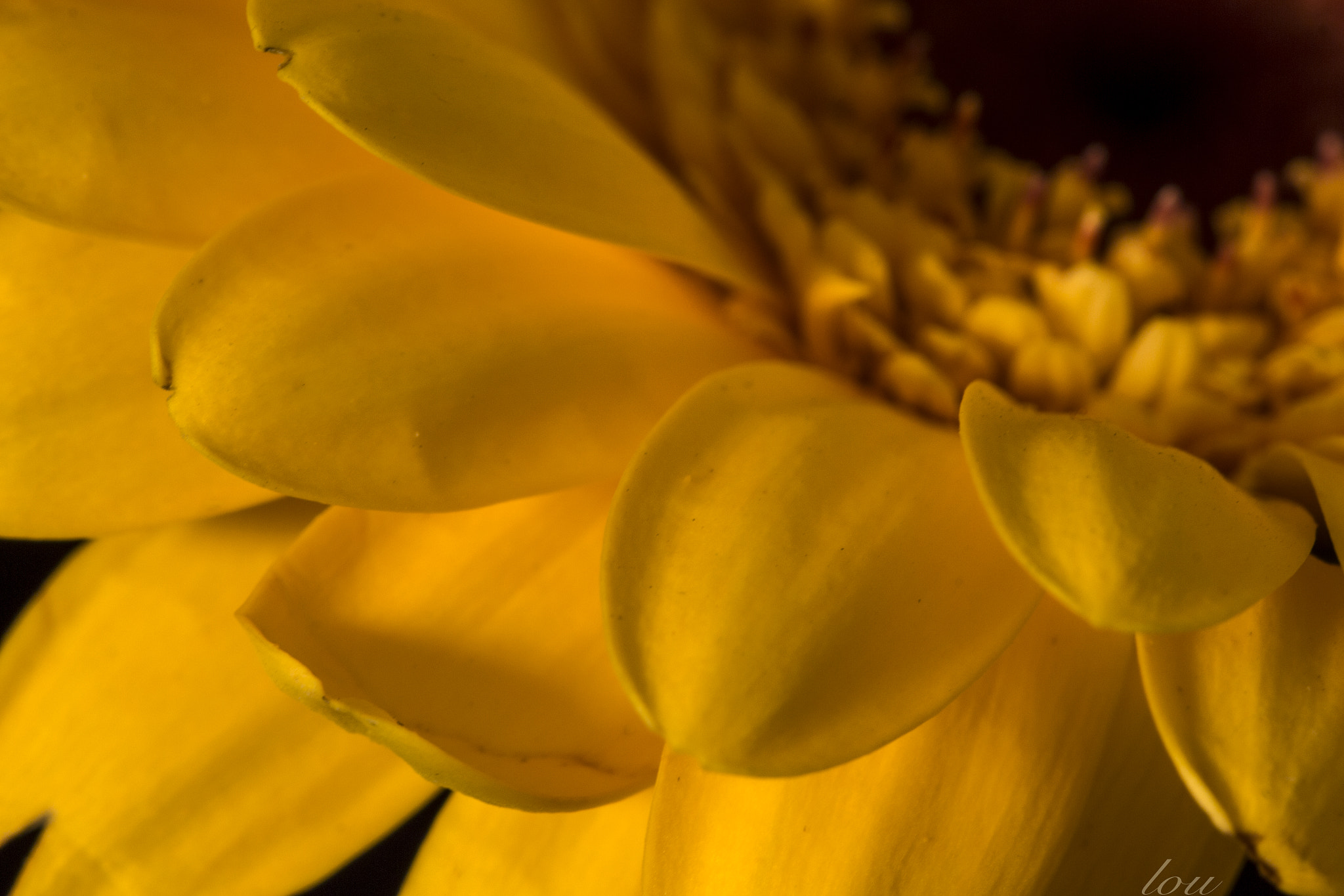 Canon EF 100mm F2.8 Macro USM sample photo. Yellow photography