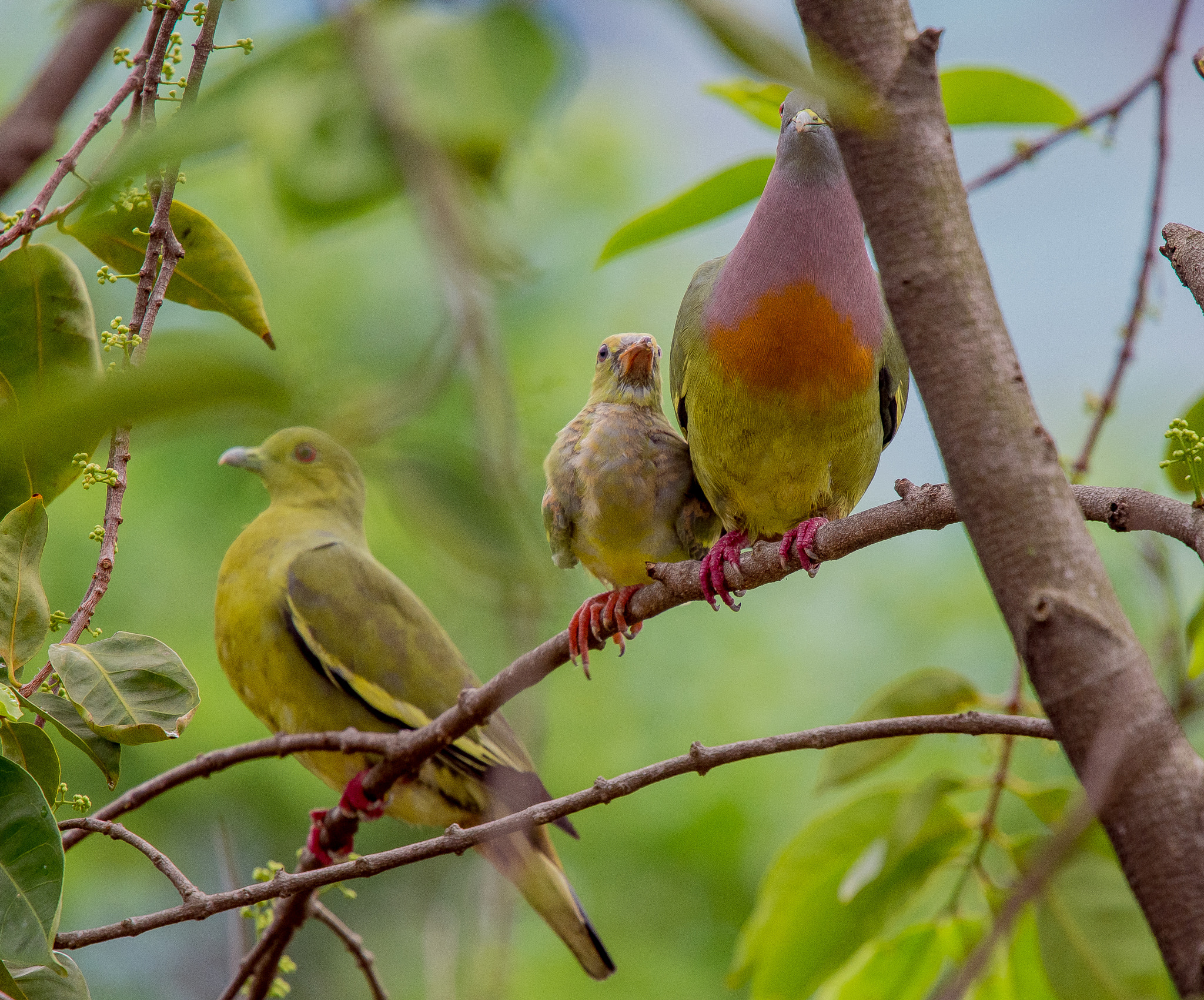 Nikon Nikkor AF-S 300mm F4E PF ED VR sample photo. Being ignored photography