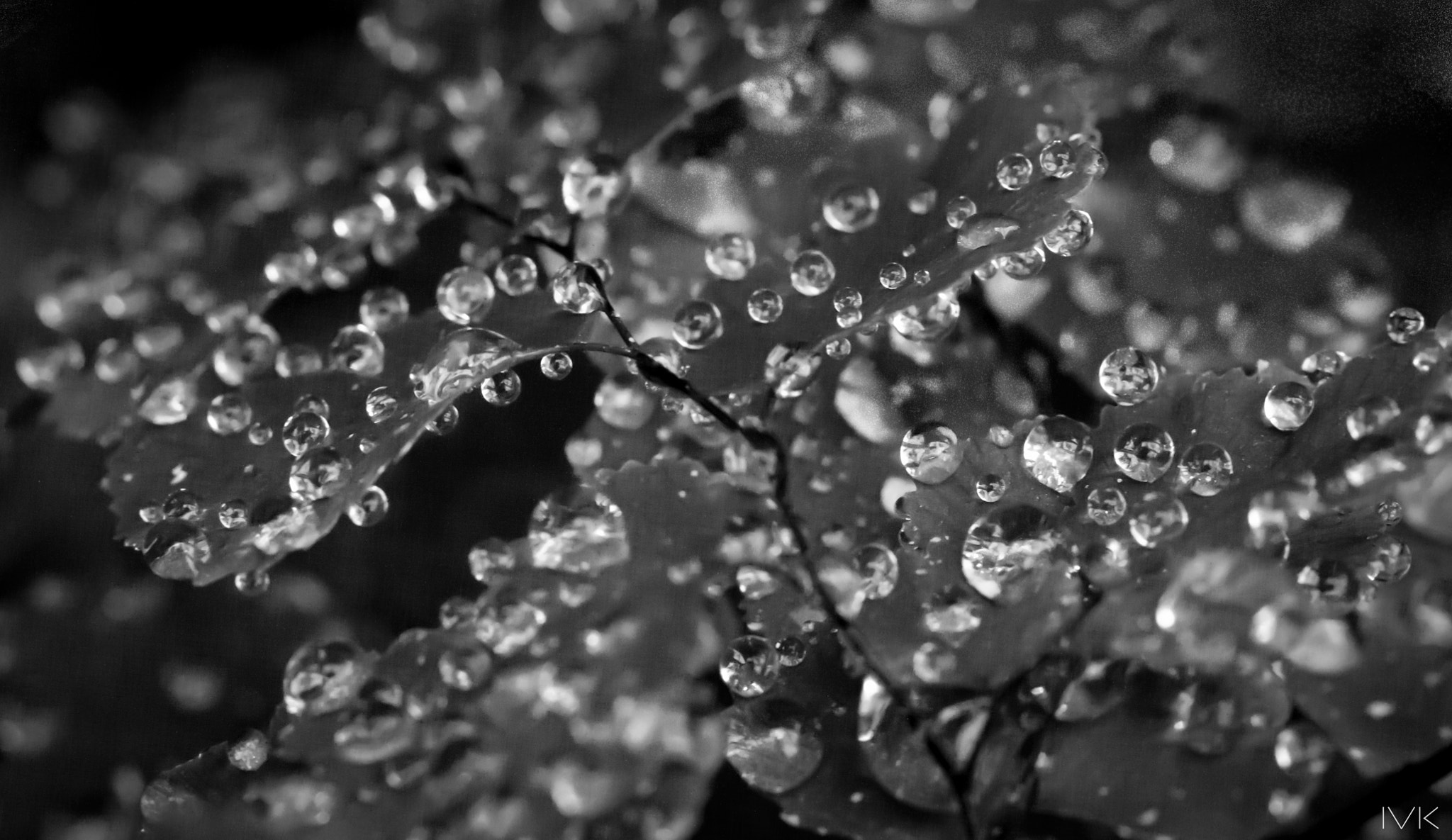 Canon EF 100mm F2.8L Macro IS USM sample photo. Droplets photography