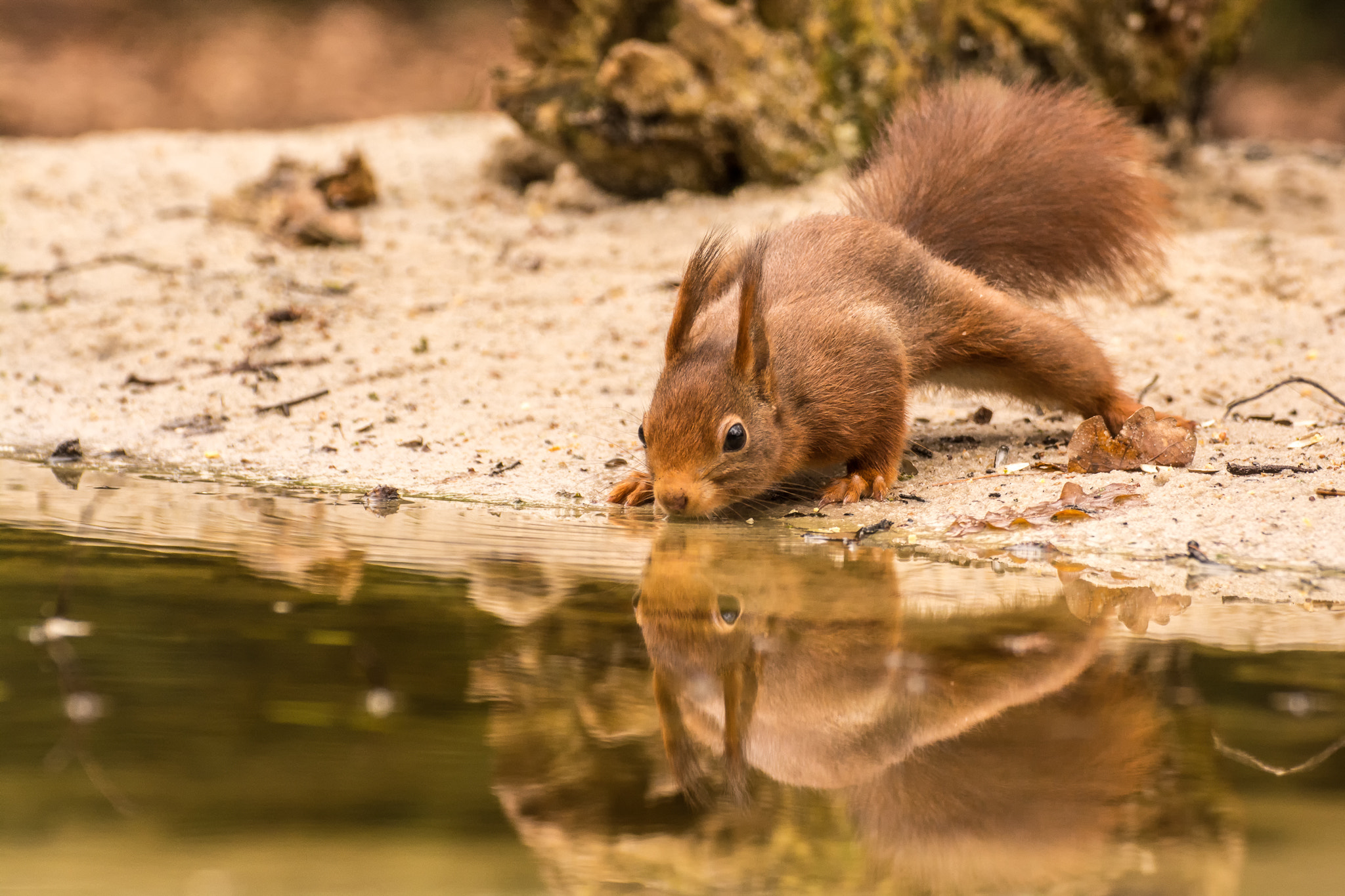 Nikon D5200 + Tamron SP 70-300mm F4-5.6 Di VC USD sample photo. Red squirrel photography