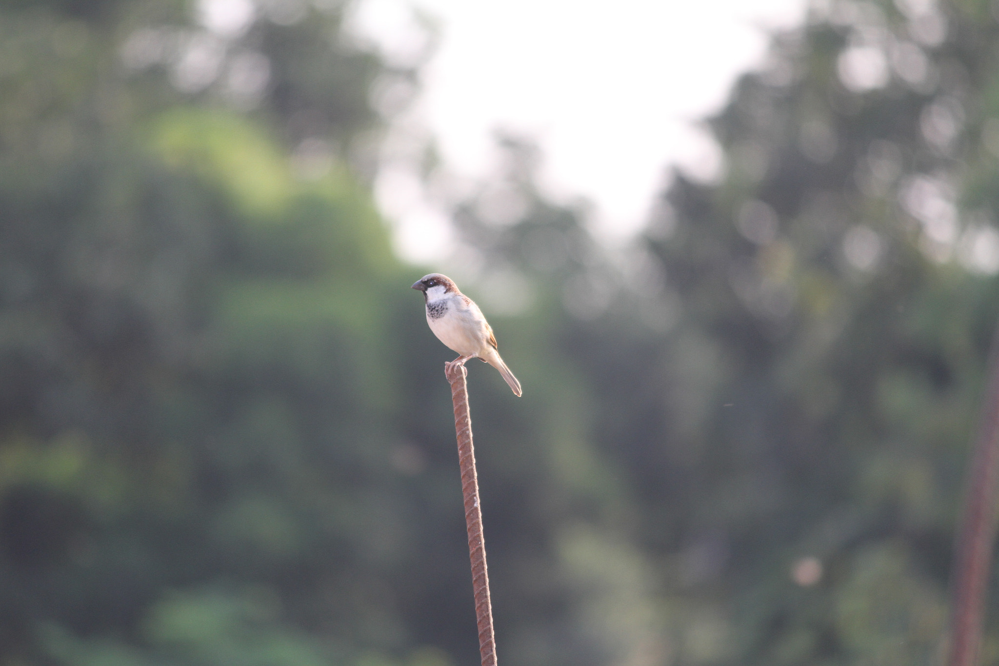 Canon EF-S 55-250mm F4-5.6 IS II sample photo