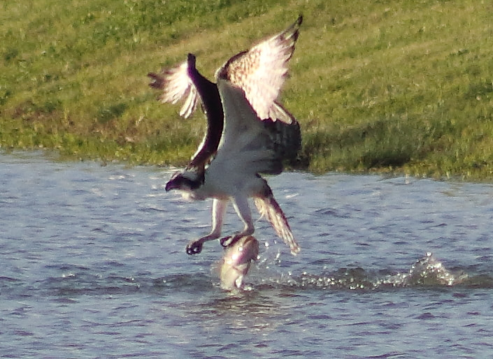 Canon EOS 60D + EF75-300mm f/4-5.6 sample photo. Osprey with fish  photography